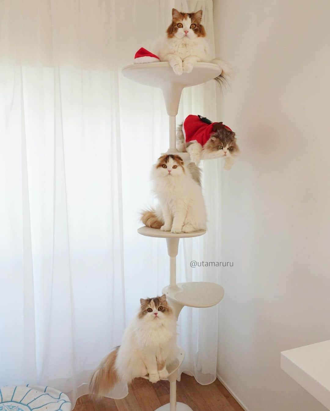 詩丸さんのインスタグラム写真 - (詩丸Instagram)「Christmas 'cat' tree..!🎄😏🐈✨ .  我が家にはクリスマスツリーならぬ、 ネコツリーがあります🎄😏🐈✨ .  上からお花、詩丸、紬、小町です🐱❤️ #ChristmasTree #cattree #xmas  #クリスマスツリー #🎄 #🎅」12月25日 19時59分 - utamaruru