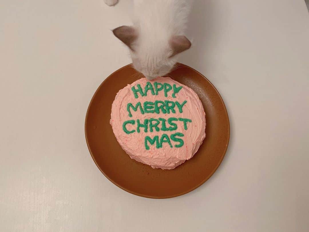 とまんさんのインスタグラム写真 - (とまんInstagram)「. " Happy Merry Christmas " . ハリーポッターの賢者の石でハグリッドが ハリーへ作った誕生日ケーキがいつか 食べたかったので今回そのケーキをイメージして 手作りしてみました🎂＾＾ 甘い匂いにつられてビビちゃんまで..笑 . 明後日27日の年末イベントが当日券も 発売になるみたいですので お時間ある方は是非会いに来てくださいね＾＾」12月25日 19時59分 - _sweatm