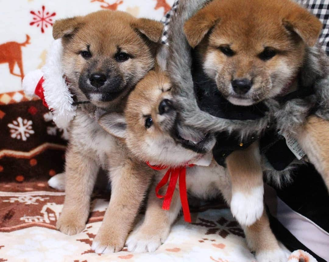 柴犬たま Shibainu Tamaのインスタグラム