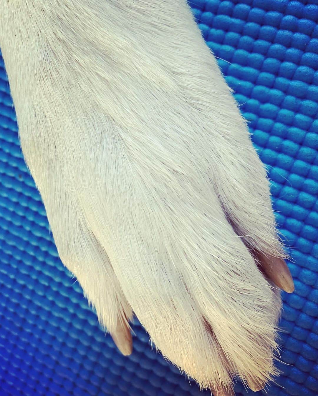 森田遥のインスタグラム：「足フェチ🐺🐾🤍 #ゼロ #ホワイトシェパード」