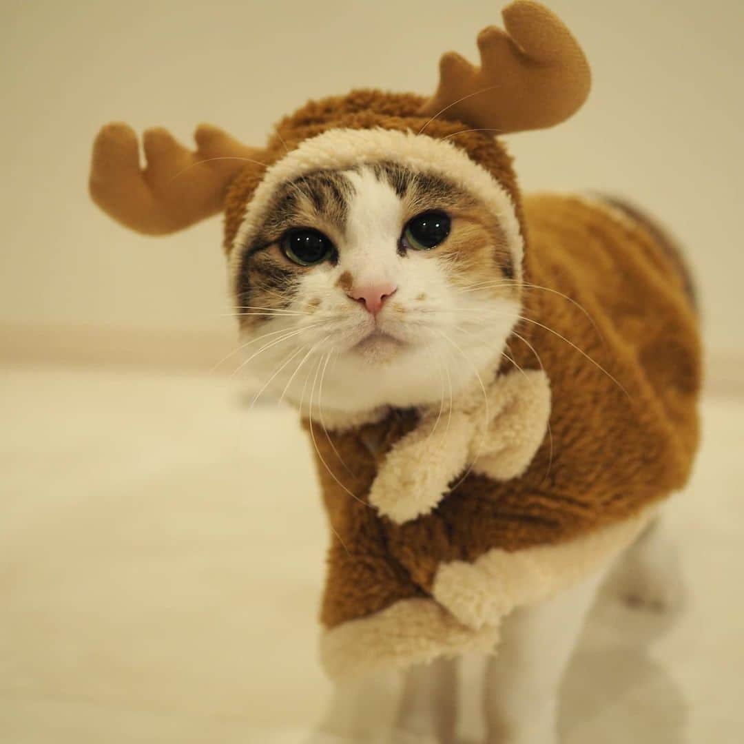 茶乃さんのインスタグラム写真 - (茶乃Instagram)「2019/12/25 こっちのチャノカイさんは何だか切ない顔に😂もう勘弁してって言ってるよね💦 どうもうまくいかない写真撮影。。。 * #チャノカイさん #冬猫miawmiaw2019 #ペティオクリスマス #cat #catsofinstagram #instacat #calico  #weeklyfluff #excellent_cats #bestmeow #猫 #三毛猫 #ふわもこ部 #ブヒブヒ倶楽部・#あご肉部 マネージャー #IGersJP #eclatcat #ペコねこ部 #スタペグラム #猫びよりプラス #nyancon01 #sippo #朝ワンコタニャンコ #chanonno」12月25日 20時45分 - chanoiro