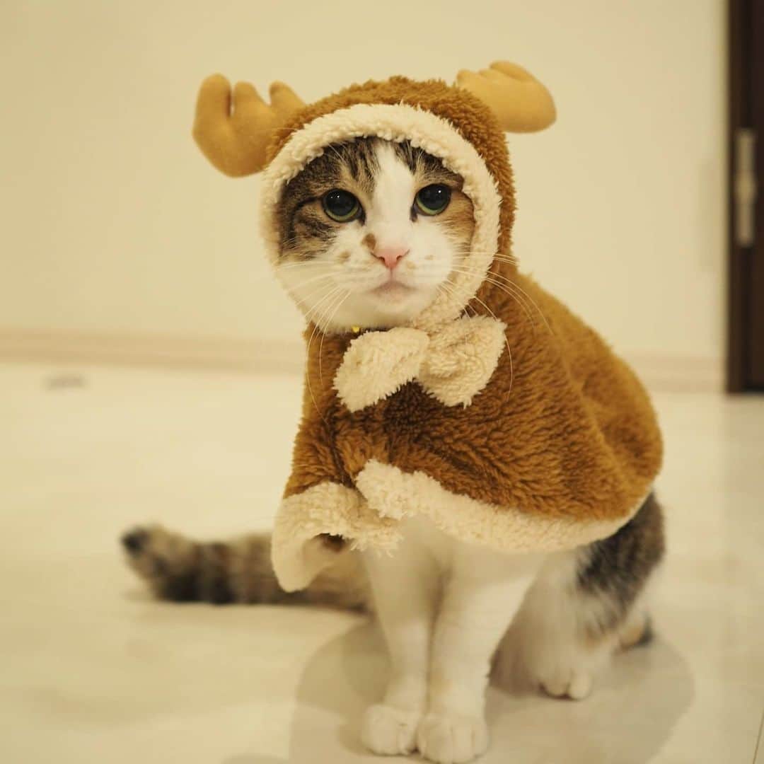 茶乃さんのインスタグラム写真 - (茶乃Instagram)「2019/12/25 こっちのチャノカイさんは何だか切ない顔に😂もう勘弁してって言ってるよね💦 どうもうまくいかない写真撮影。。。 * #チャノカイさん #冬猫miawmiaw2019 #ペティオクリスマス #cat #catsofinstagram #instacat #calico  #weeklyfluff #excellent_cats #bestmeow #猫 #三毛猫 #ふわもこ部 #ブヒブヒ倶楽部・#あご肉部 マネージャー #IGersJP #eclatcat #ペコねこ部 #スタペグラム #猫びよりプラス #nyancon01 #sippo #朝ワンコタニャンコ #chanonno」12月25日 20時45分 - chanoiro
