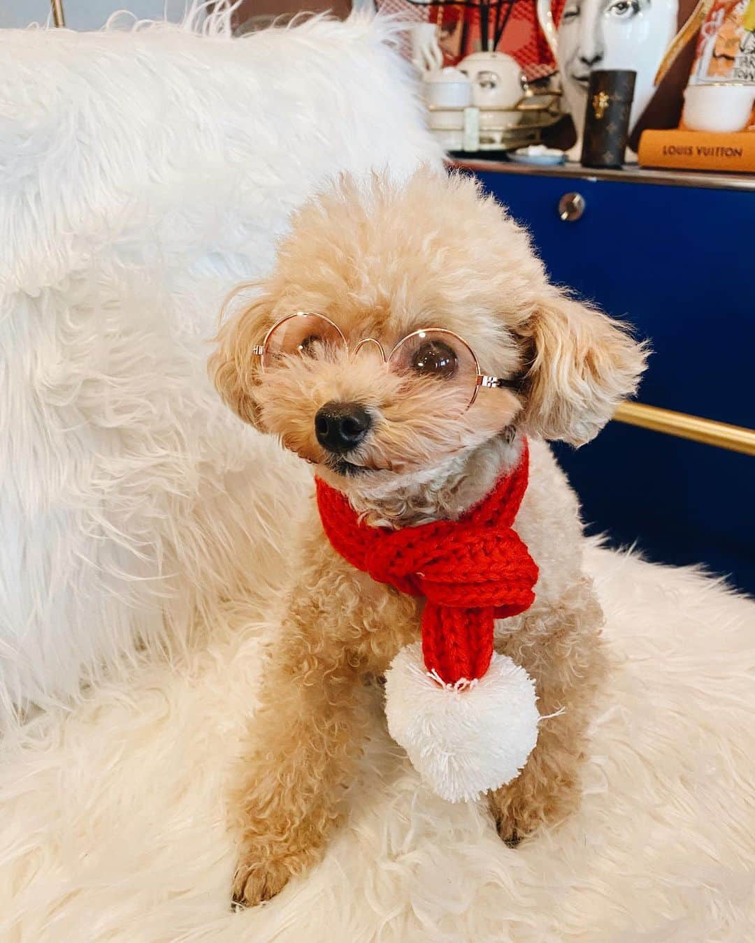 megbabyのインスタグラム：「Merry Christmas🎄❤️ @queen_of_pablo 🐶　#dogstagram」