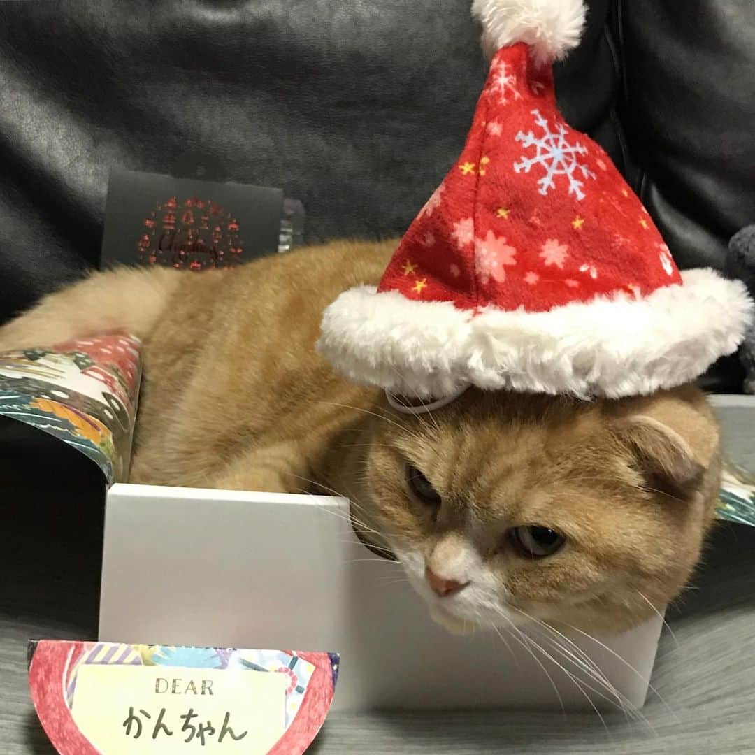 かんちゃんさんのインスタグラム写真 - (かんちゃんInstagram)「・ ・ メリクリ🎄 ヤル気ゼロの カンタクロース🐾 ・ Merry X'mas🎅🏻 It is Santa Claus who is not motivated ・ ・ #スコティッシュフォールド #猫  #cat  #cats #ねこ #ネコ #pecobox  #ペコボックス #クリスマス #Xmas #札幌  12.25 ・ ・」12月25日 20時50分 - kan___chan