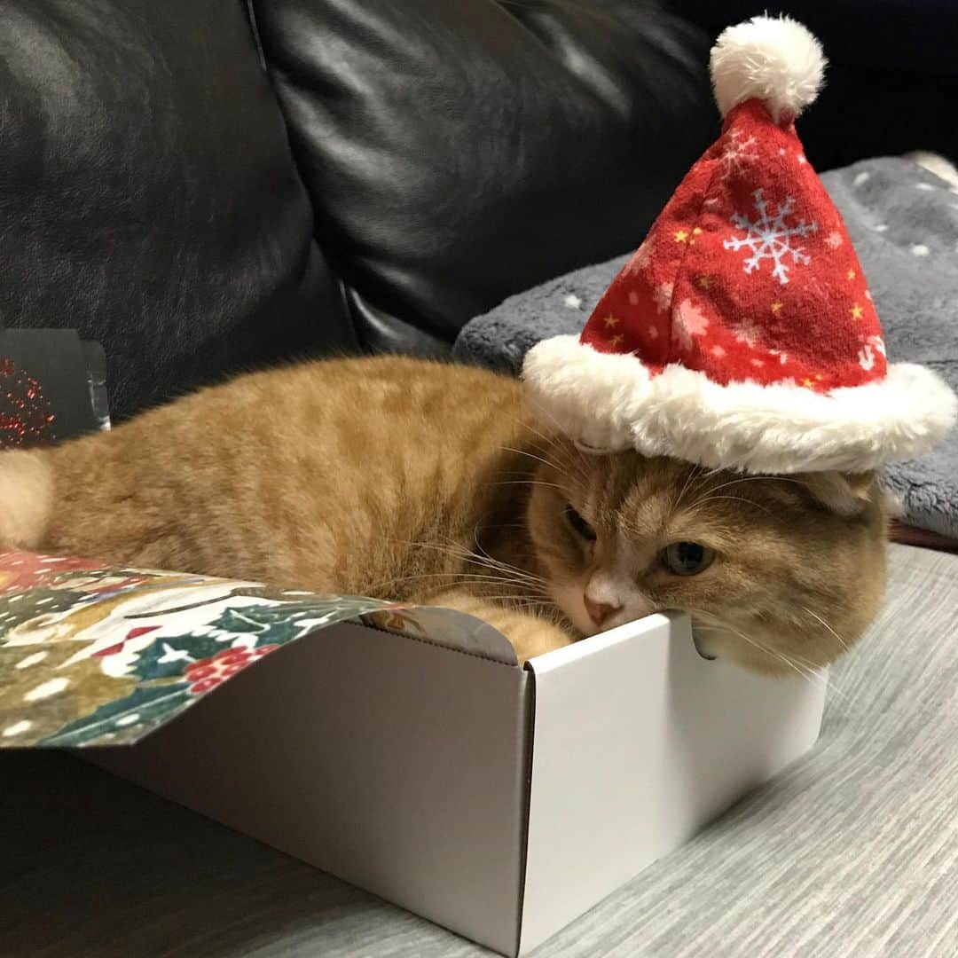 かんちゃんのインスタグラム：「・ ・ メリクリ🎄 ヤル気ゼロの カンタクロース🐾 ・ Merry X'mas🎅🏻 It is Santa Claus who is not motivated ・ ・ #スコティッシュフォールド #猫  #cat  #cats #ねこ #ネコ #pecobox  #ペコボックス #クリスマス #Xmas #札幌  12.25 ・ ・」