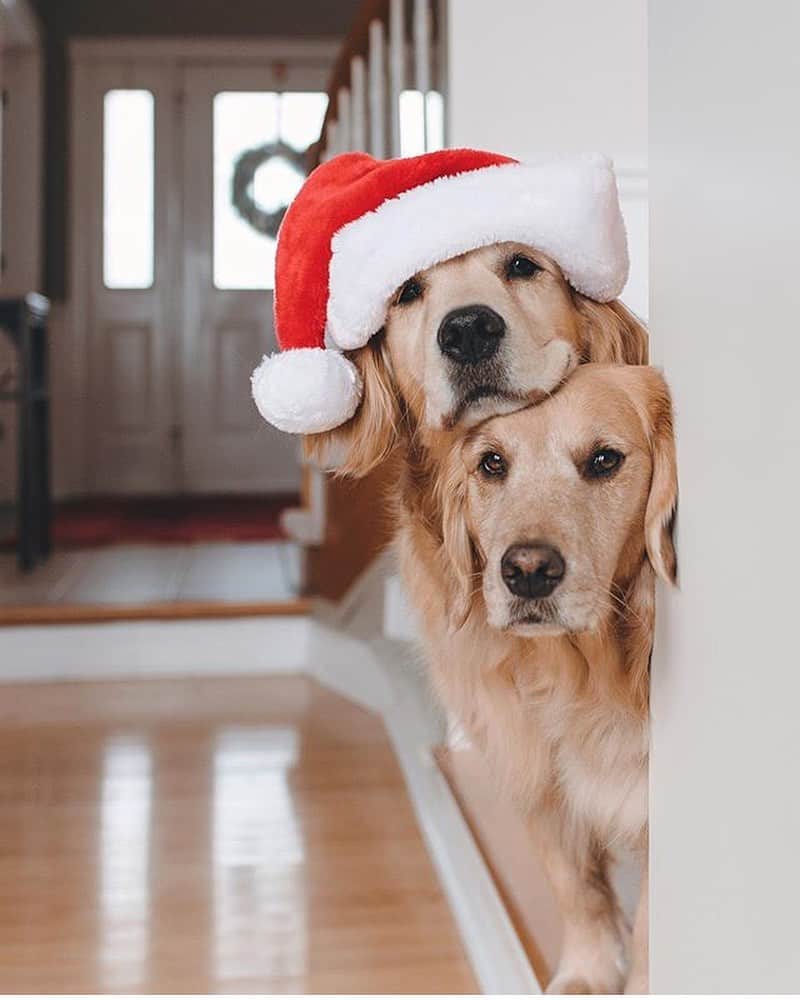 animals.coのインスタグラム：「Has anyone spotted Santa yet? 🎅 Merry Christmas ☺️ | Photography by @lizzie.bear」