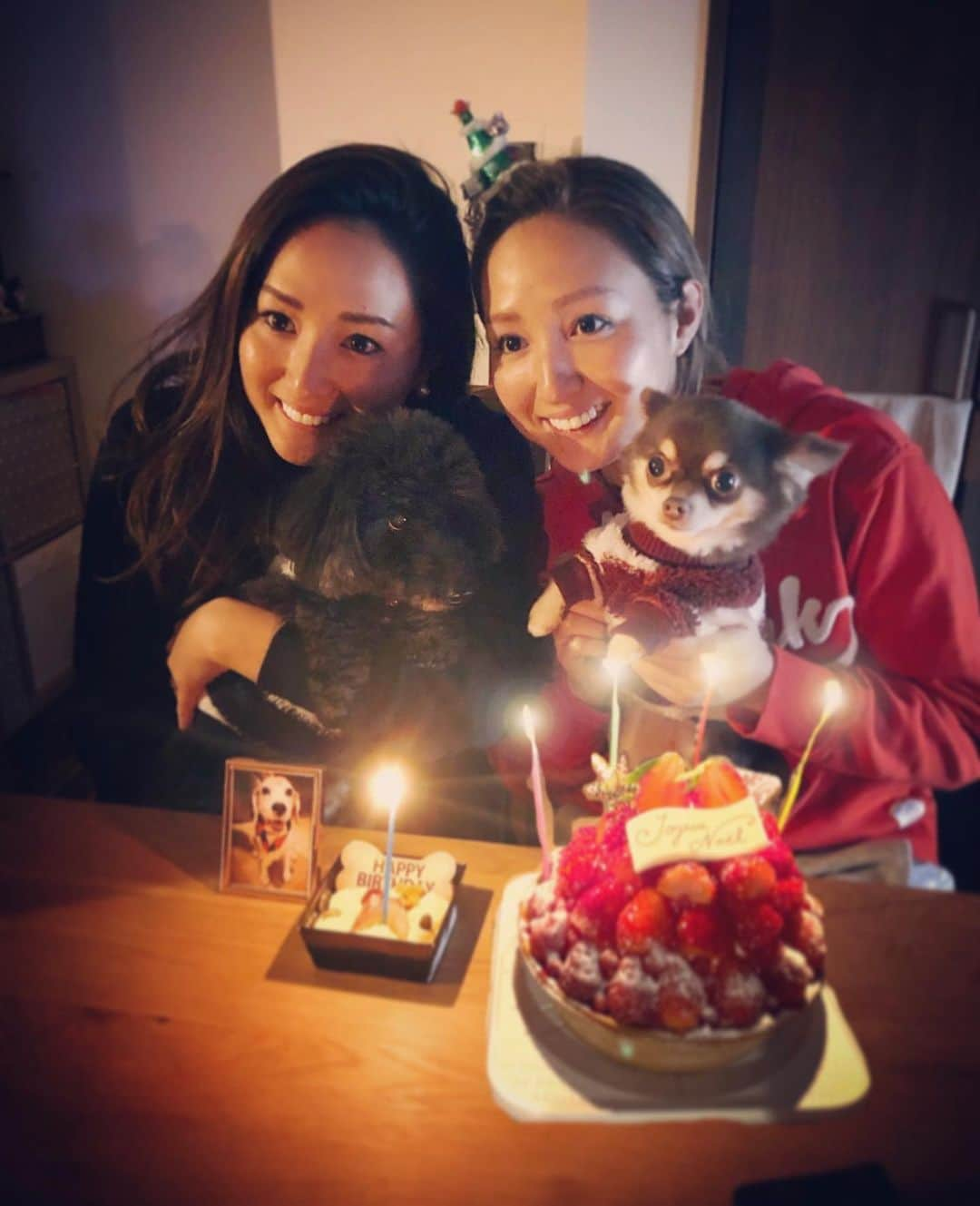 木村真野・紗野さんのインスタグラム写真 - (木村真野・紗野Instagram)「🎅メリークリスマス🎄✨. さくらもいっしょ🐶🐶🐶. . #メリークリスマス　#2019年12月25日　#20191225 #クリスマスケーキ　#家族 #family #merrychristmas #メリクリ　#サンタさん来たよ　#梅吉　#ヴィヴィ　#トイプードル　#チワワ」12月25日 20時52分 - mayasaya_kimura