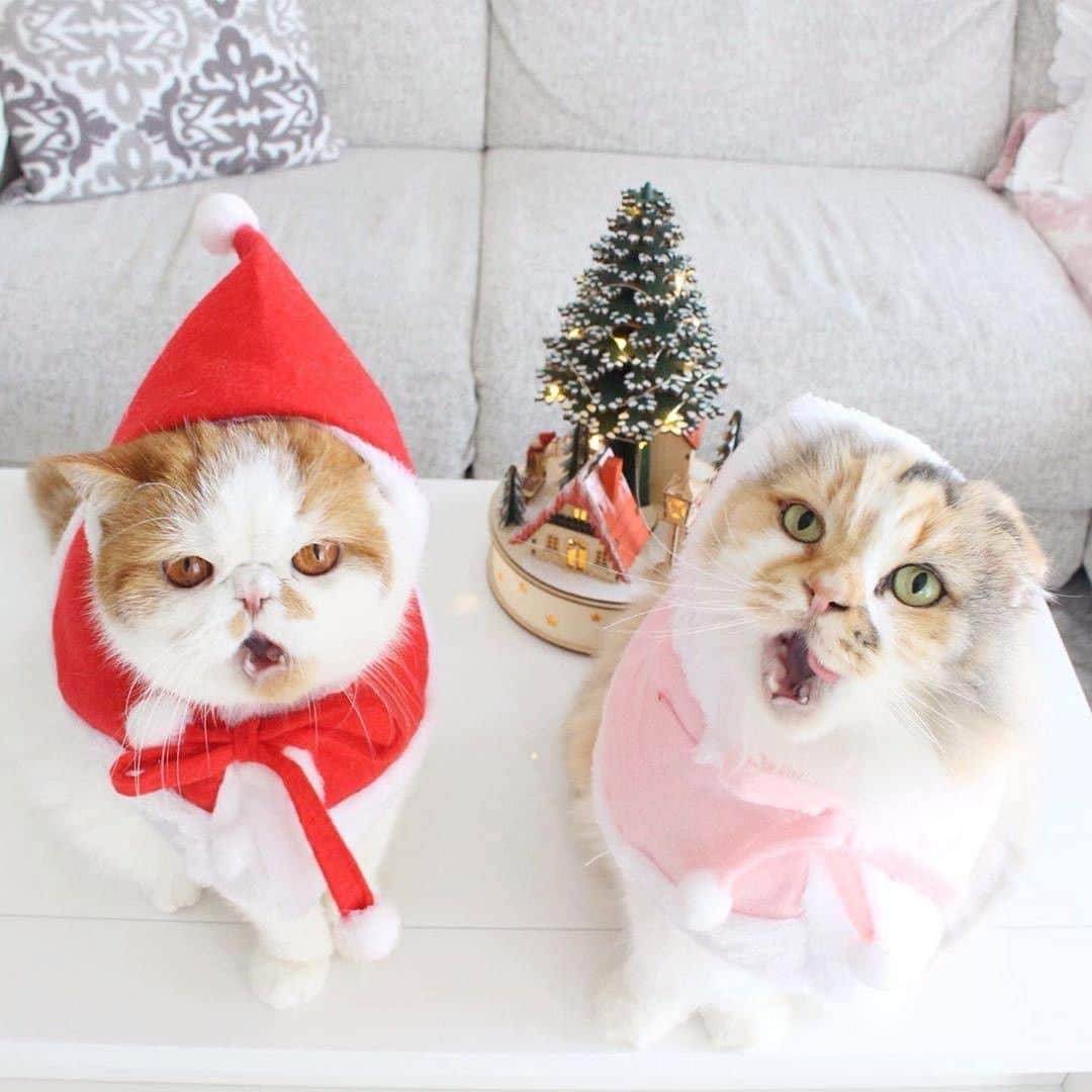 PECOねこ部さんのインスタグラム写真 - (PECOねこ部Instagram)「. 「😸😸🎶🎄」 #可愛いサンタさんたち💕 #赤サンタの #ぷちゃお君🎅 #ピンクサンタの #ぷちゃん🤶 #クリスマスソングを #歌っているのかな🔔🎶 #regram：@pu_and_buchoo  素敵な写真を投稿してくださったのは… @pu_and_buchoo さん 他にも素敵なお写真がたくさんあるので、ぜひ遊びに行ってみてください！  #ペコねこ部 をつけて投稿すると… PECOで楽しくご紹介させていただきます☃️ #ねこ #猫 #ネコ #ねこ部 #にゃんこ #かわいい #cat #cats #catsofinstagram #cats_of_instagram #catstagram #kawaii #meow #catlover #スコティッシュフォールド #エキゾチックショートヘア #ジングルベル #christmascats」12月25日 21時00分 - pecocats