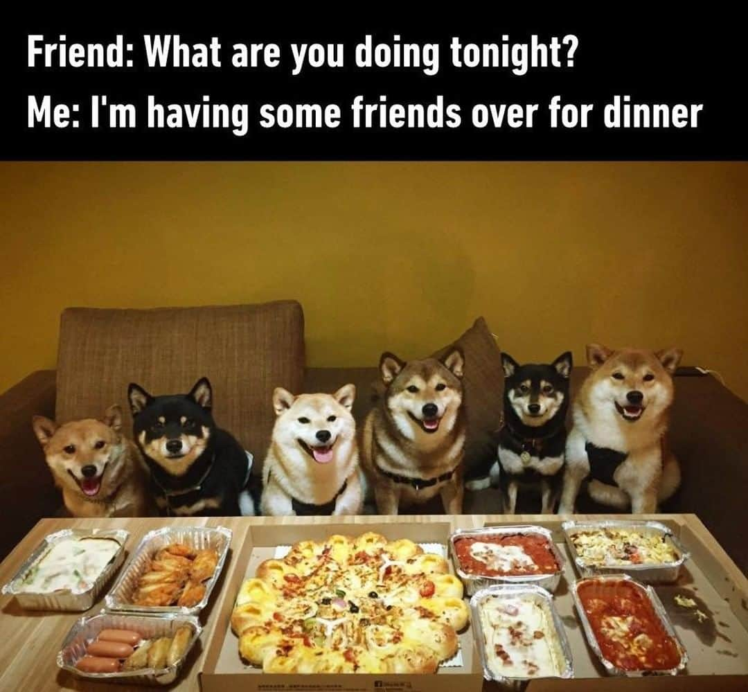 9GAGさんのインスタグラム写真 - (9GAGInstagram)「The only dinner party I want to be a part of.⠀ 📸 @zero.mika⠀ -⠀ #shiba #pizza #dinnerparty #9gag」12月25日 21時00分 - 9gag