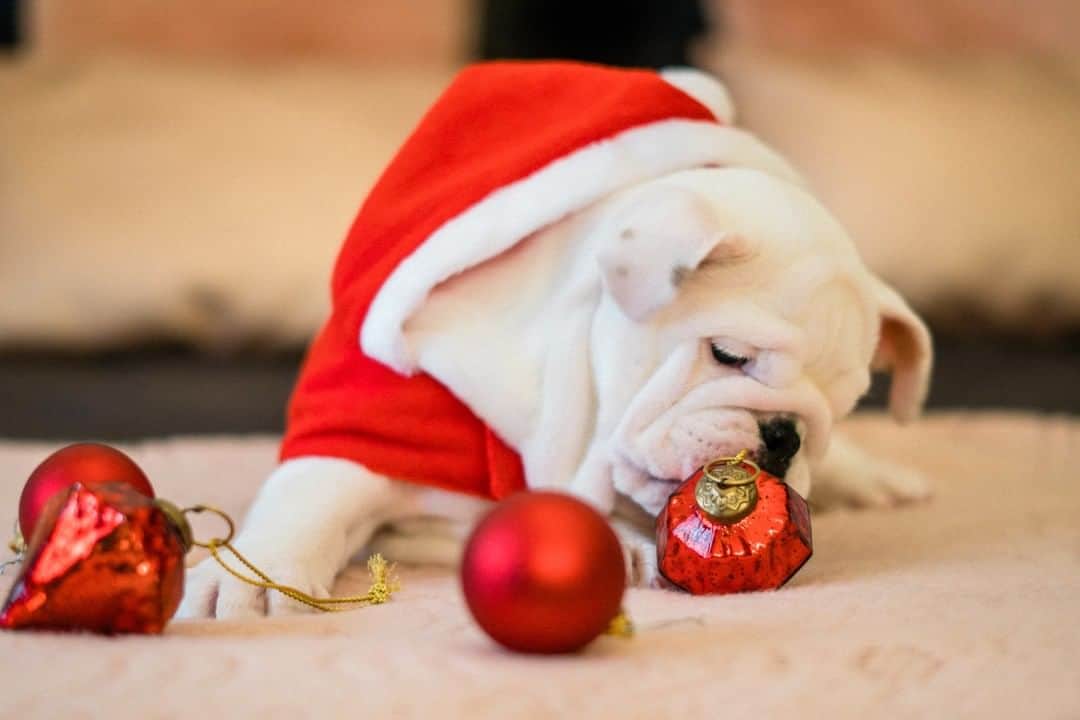 Furbo ドッグカメラさんのインスタグラム写真 - (Furbo ドッグカメラInstagram)「メリークリスマス！昨日の夜は、僕のケーキも準備してもらったから、お腹いっぱい！皆のクリスマスディナー🍗何だった？⁠ ⁠ ⁠ ⁠ ⁠ ⁠ ⁠ ⁠ ⁠ ⁠ ⁠ #ブルドッグ　#ダックスフント　#furbo #ファーボ #わんちゃん大好き #犬部 #クリスマス #ハッピークリスマス」12月25日 21時00分 - furbo_japan