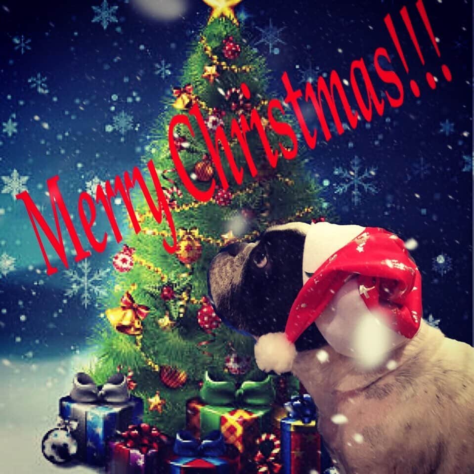 Ju-kenのインスタグラム：「🎄Merry Christmas🎄  #merrychristmas #フレンチブルドッグ　#アポロ」