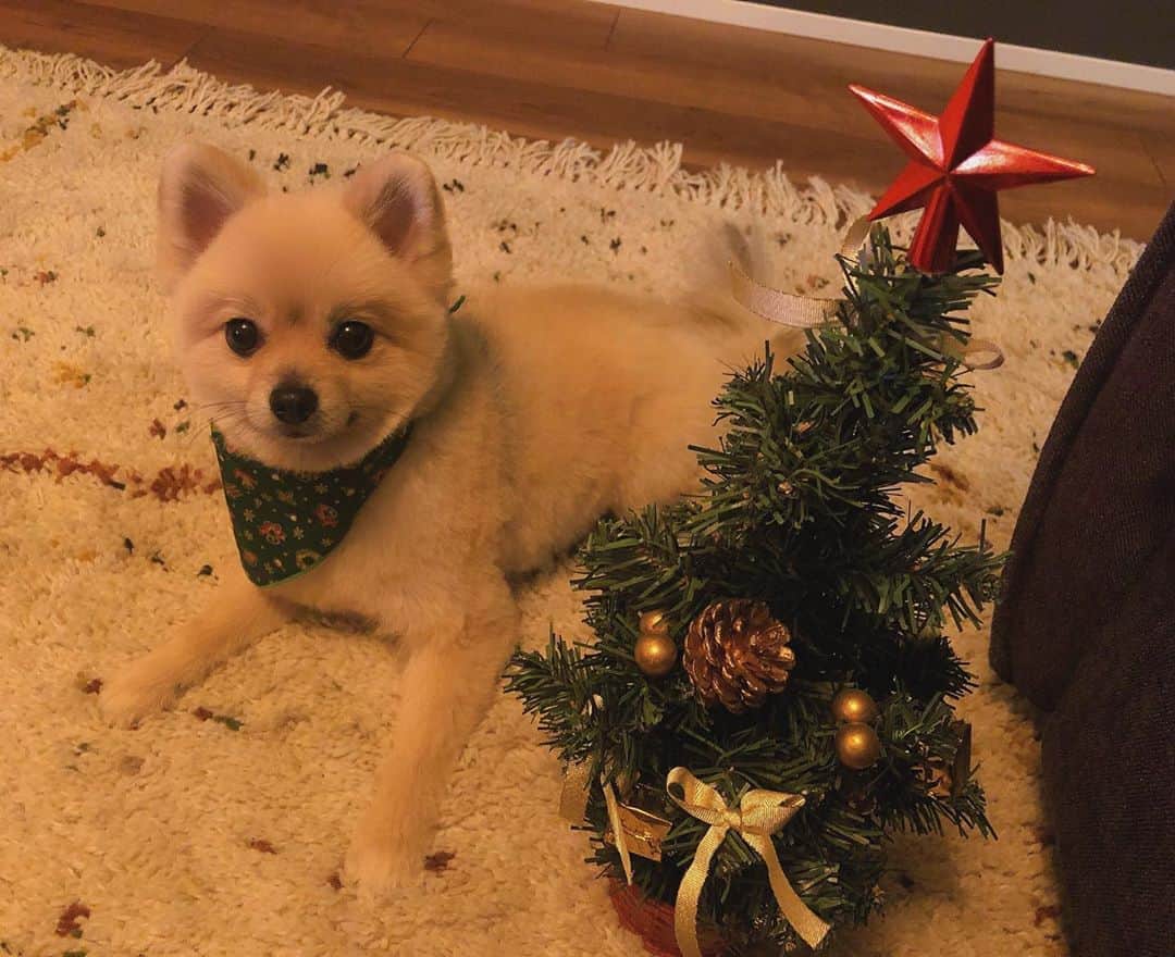 篠崎愛さんのインスタグラム写真 - (篠崎愛Instagram)「Merry Christmas 🎄❤️」12月25日 21時22分 - shinopp._.ai