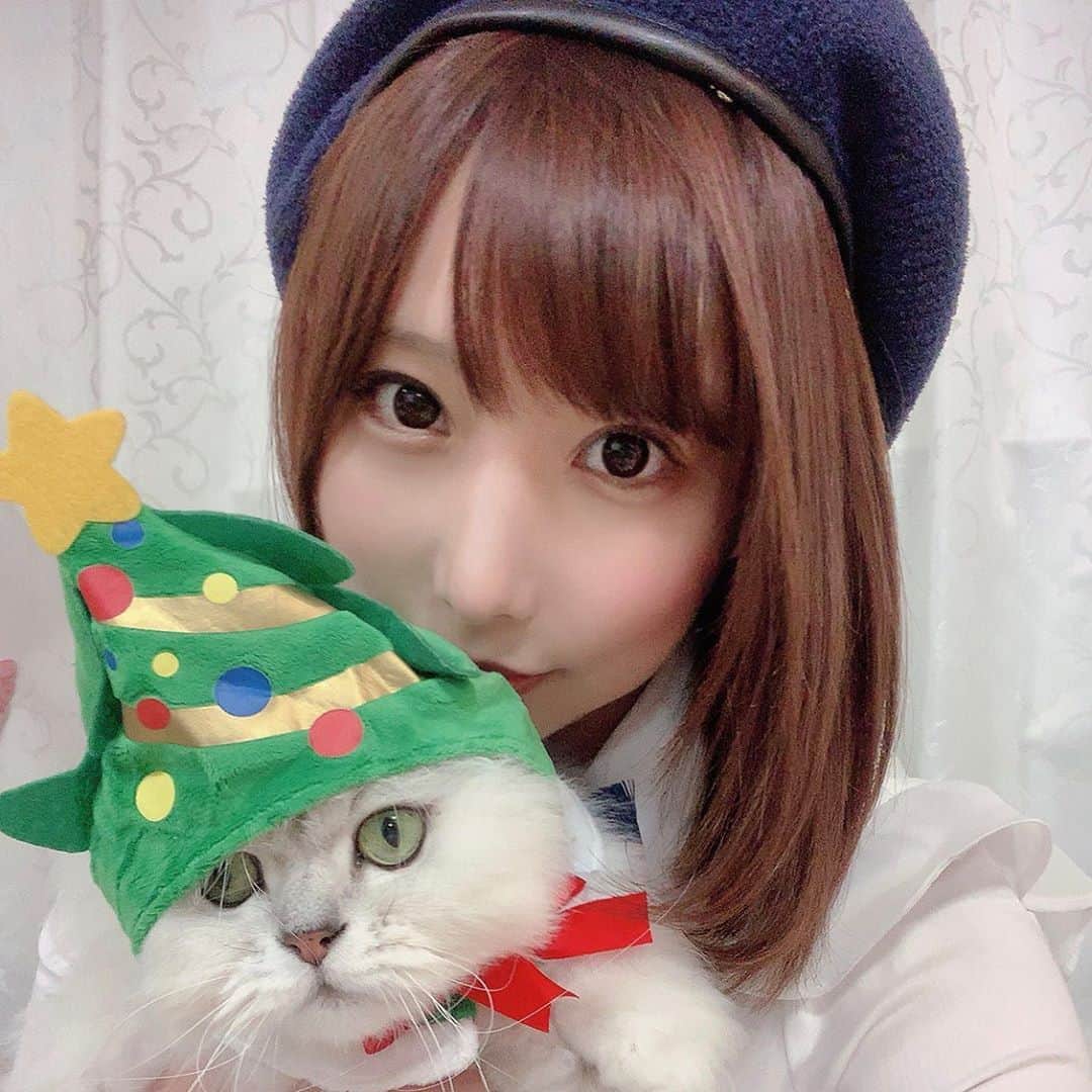 花咲来夢さんのインスタグラム写真 - (花咲来夢Instagram)「めりくり🎅🏻🎄（もうクリスマス終わる） シャルちゃん世界一可愛い😻❤️ .  #ねこのかぶりもの #ツリー #cat #世界一可愛い」12月25日 21時49分 - raimu_charlotte