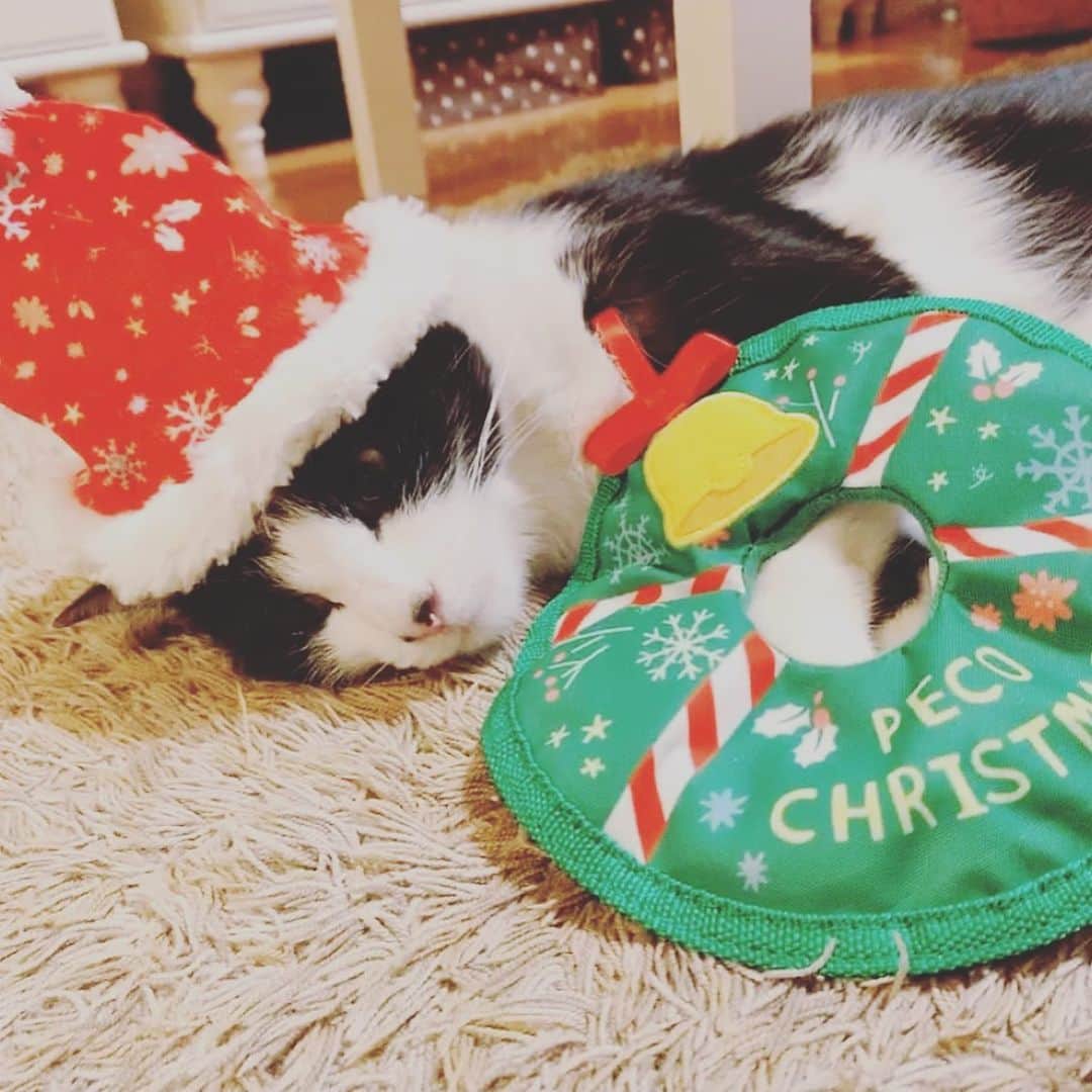 みはとさんのインスタグラム写真 - (みはとInstagram)「Merry Christmas❤️🎄❤️ ・ #びびサンタ #今年もやる気ないよ #プレゼントたくさんもらったよ #猫用コロコロ #はじめて見た #メリクリ #今日はいつめんで #クリスマスパーティーだよ」12月25日 21時54分 - m2.13.0