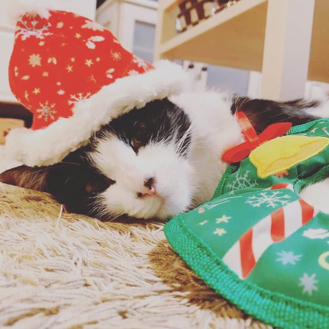 みはとさんのインスタグラム写真 - (みはとInstagram)「Merry Christmas❤️🎄❤️ ・ #びびサンタ #今年もやる気ないよ #プレゼントたくさんもらったよ #猫用コロコロ #はじめて見た #メリクリ #今日はいつめんで #クリスマスパーティーだよ」12月25日 21時54分 - m2.13.0
