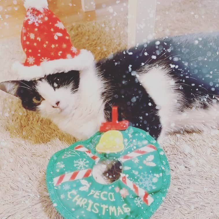 みはとのインスタグラム：「Merry Christmas❤️🎄❤️ ・ #びびサンタ #今年もやる気ないよ #プレゼントたくさんもらったよ #猫用コロコロ #はじめて見た #メリクリ #今日はいつめんで #クリスマスパーティーだよ」