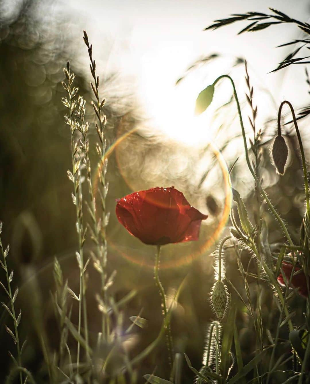 はなまっぷ❁日本の花風景さんのインスタグラム写真 - (はなまっぷ❁日本の花風景Instagram)「🌸🍺はなまっぷの忘年会2019🍺🌸 * @ryo07230808 さんの  2019年のお花に花まるを💮 * 今年一年素敵なお花をたくさん ありがとうございました😊🌸💮 * 1… 2群馬　敷島公園 3群馬　鼻高展望花の丘 4東京　荻窪公園 5群馬　赤城自然園 * 🌼•••🌹•••💠•••🌷•••🌸•••🌺 * 💮みなさんの2019年のお花に花まるを💮 * 今年撮影されたお気に入りのベスト5 （5枚以内なら何枚でもok） を複数枚一括投稿で、 #はなまっぷ忘年会2019 に投稿お願いします😊 * みなさんのご参加お待ちしております🍺 * #はなまっぷ * 🌼•••🌹•••💠•••🌷•••🌸•••🌺 * #日本#花#花畑#花のある風景」12月25日 21時58分 - hanamap