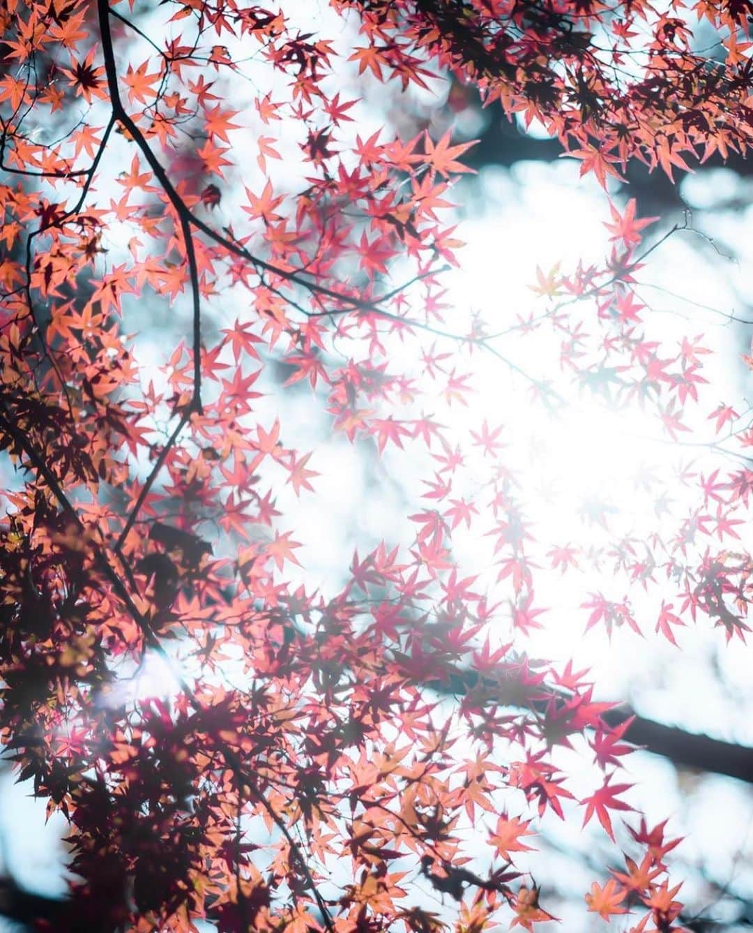 はなまっぷ❁日本の花風景さんのインスタグラム写真 - (はなまっぷ❁日本の花風景Instagram)「🌸🍺はなまっぷの忘年会2019🍺🌸 * @ryo07230808 さんの  2019年のお花に花まるを💮 * 今年一年素敵なお花をたくさん ありがとうございました😊🌸💮 * 1… 2群馬　敷島公園 3群馬　鼻高展望花の丘 4東京　荻窪公園 5群馬　赤城自然園 * 🌼•••🌹•••💠•••🌷•••🌸•••🌺 * 💮みなさんの2019年のお花に花まるを💮 * 今年撮影されたお気に入りのベスト5 （5枚以内なら何枚でもok） を複数枚一括投稿で、 #はなまっぷ忘年会2019 に投稿お願いします😊 * みなさんのご参加お待ちしております🍺 * #はなまっぷ * 🌼•••🌹•••💠•••🌷•••🌸•••🌺 * #日本#花#花畑#花のある風景」12月25日 21時58分 - hanamap