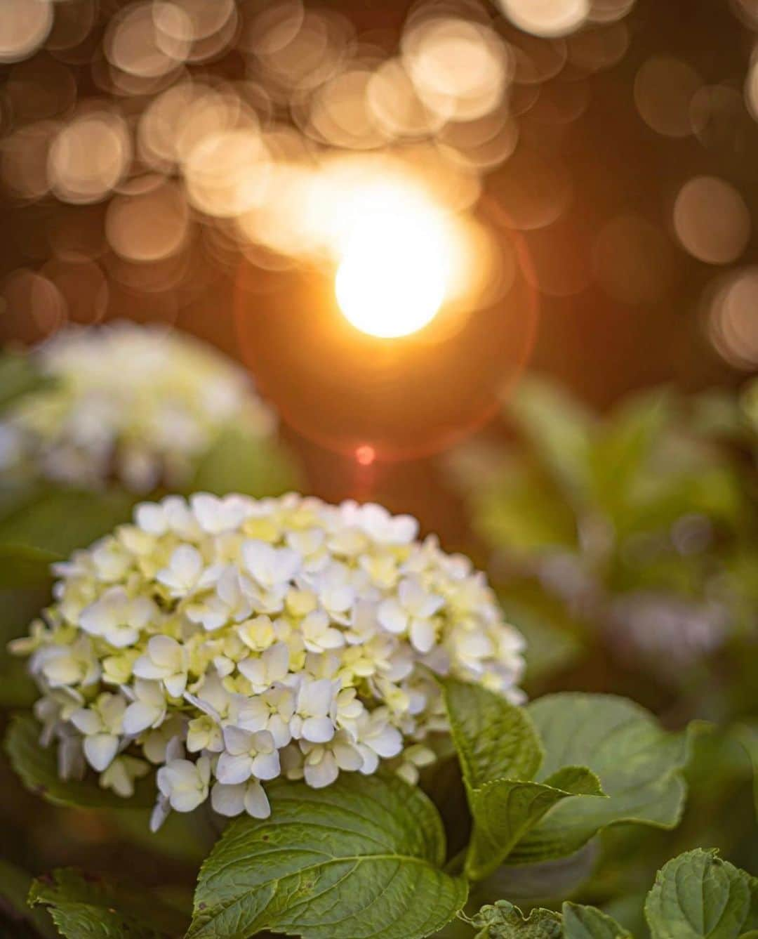 はなまっぷ❁日本の花風景さんのインスタグラム写真 - (はなまっぷ❁日本の花風景Instagram)「🌸🍺はなまっぷの忘年会2019🍺🌸 * @ryo07230808 さんの  2019年のお花に花まるを💮 * 今年一年素敵なお花をたくさん ありがとうございました😊🌸💮 * 1… 2群馬　敷島公園 3群馬　鼻高展望花の丘 4東京　荻窪公園 5群馬　赤城自然園 * 🌼•••🌹•••💠•••🌷•••🌸•••🌺 * 💮みなさんの2019年のお花に花まるを💮 * 今年撮影されたお気に入りのベスト5 （5枚以内なら何枚でもok） を複数枚一括投稿で、 #はなまっぷ忘年会2019 に投稿お願いします😊 * みなさんのご参加お待ちしております🍺 * #はなまっぷ * 🌼•••🌹•••💠•••🌷•••🌸•••🌺 * #日本#花#花畑#花のある風景」12月25日 21時58分 - hanamap