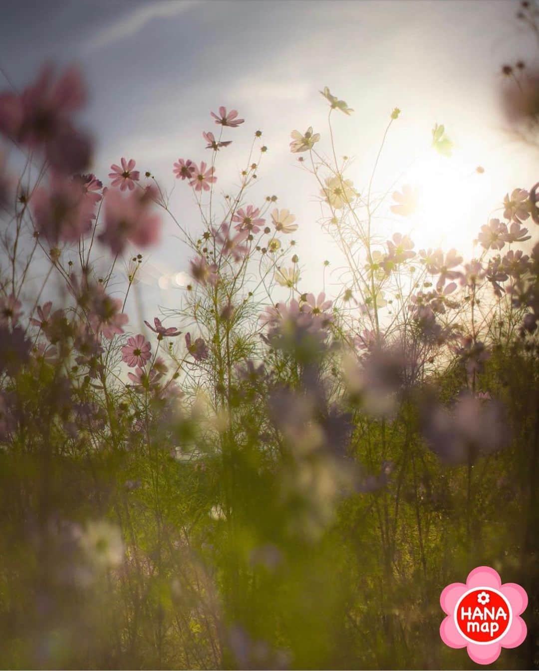 はなまっぷ❁日本の花風景さんのインスタグラム写真 - (はなまっぷ❁日本の花風景Instagram)「🌸🍺はなまっぷの忘年会2019🍺🌸 * @ryo07230808 さんの  2019年のお花に花まるを💮 * 今年一年素敵なお花をたくさん ありがとうございました😊🌸💮 * 1… 2群馬　敷島公園 3群馬　鼻高展望花の丘 4東京　荻窪公園 5群馬　赤城自然園 * 🌼•••🌹•••💠•••🌷•••🌸•••🌺 * 💮みなさんの2019年のお花に花まるを💮 * 今年撮影されたお気に入りのベスト5 （5枚以内なら何枚でもok） を複数枚一括投稿で、 #はなまっぷ忘年会2019 に投稿お願いします😊 * みなさんのご参加お待ちしております🍺 * #はなまっぷ * 🌼•••🌹•••💠•••🌷•••🌸•••🌺 * #日本#花#花畑#花のある風景」12月25日 21時58分 - hanamap