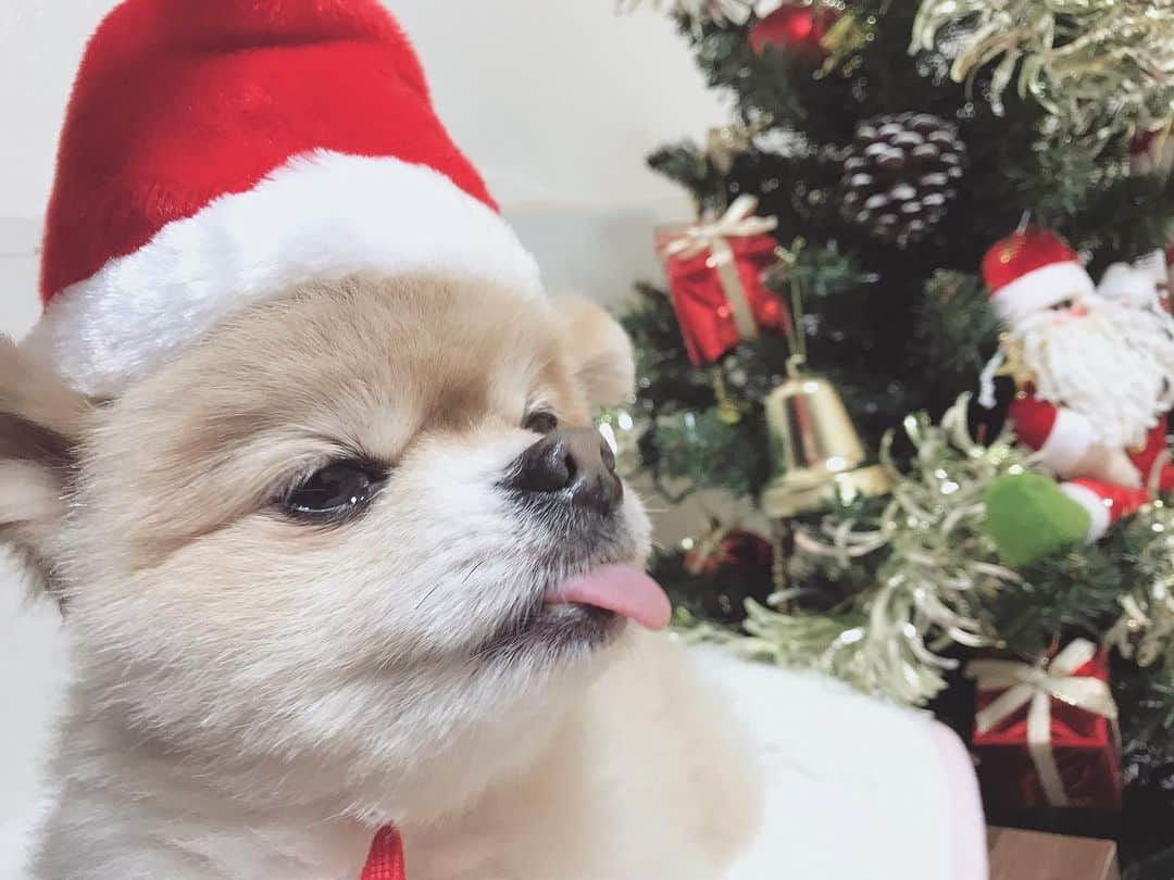 大湖せしるさんのインスタグラム写真 - (大湖せしるInstagram)「﻿ ﻿ ﻿ Merry Christmas** ੈ✩‧₊˚﻿ ﻿ ﻿ 今年は﻿ どんなクリスマスでしたか？﻿ ﻿ 素敵なひとときを✩︎⡱﻿ ﻿ ﻿ ﻿ 2019.12.25﻿  #christmas #2019」12月25日 22時02分 - cecile_daigo