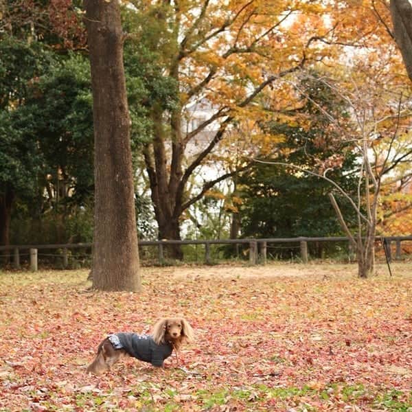 くるみんのインスタグラム：「* 保土ヶ谷公園の続き 私の好きな広場が、紅葉でさらに素敵に  あずきちゃんの耳に落ち葉🍂が付いてる😆 * #カニンヘンダックスフント #カニンヘン #カニンヘンダックス #カニンヘンダックスフンドの日常 #カニンヘンダックスフンド #チョコタンダックス #チョコタン #ダックス多頭飼い #ダックスフント #ダックスフンドカニンヘン #ダックスフンド #ダックス #わんこなしでは生きていけません会 #いぬばか部 #いぬすたぐらむ #短足部 #保土ヶ谷公園 #紅葉 #all_dog_japan #east_dog_japan #dachshundgram #dachshund #dachs #dogstagram #instagramdog #instadachs #instadog #kyounodachs #todayswanko #7pets_1day」