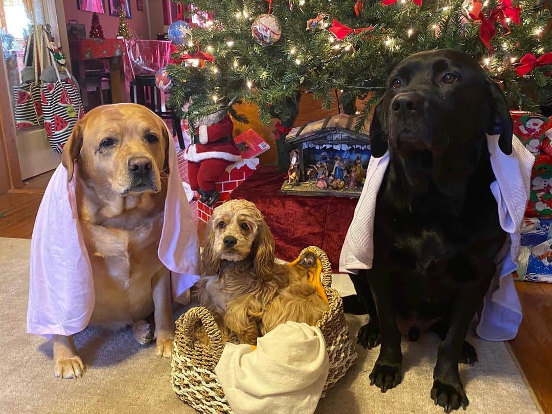 Jake And Gingerのインスタグラム