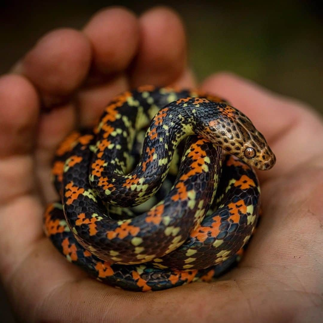 ナショナルジオグラフィックさんのインスタグラム写真 - (ナショナルジオグラフィックInstagram)「Photo by Trevor Frost @tbfrost | Almost nothing is known about this liana snake (Siphlophis cervinus), except that it is a colubrid (a type of snake) and it likely spends most of its life in the treetops or canopy, which is one of the reasons why it hasn't been well studied. To see more snakes from the Amazon rainforest, I'm @tbfrost」12月26日 8時35分 - natgeo