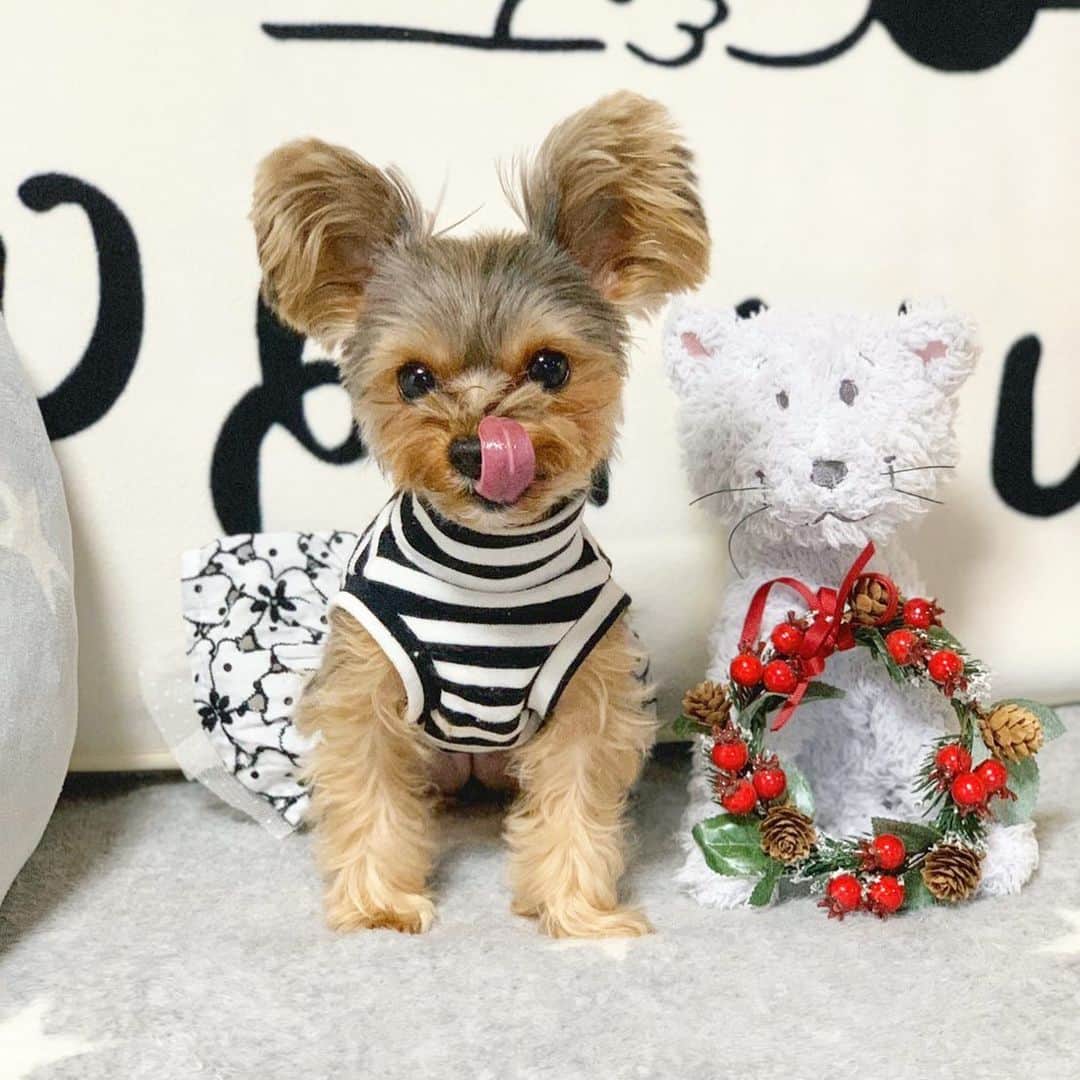 筒井萌子のインスタグラム：「* クリスマス🎄気分はまだまだ残ってます✨余韻◡̈⋆ ぺろーんな、うにちゃん🐶 ・ #筒井萌子 #女優 #actress #モデル #model #岡山  #shooting #instagood #instalike #converse #撮影 #followme #instalike #ゴルフ #ゴルフ女子 #ゴルフコーデ #골프 #좋아요반사 #좋아요그램 #좋아요환영 #데일리그램 #패션 #오오티디 #카페 #ディズニー　#ディズニーシー」