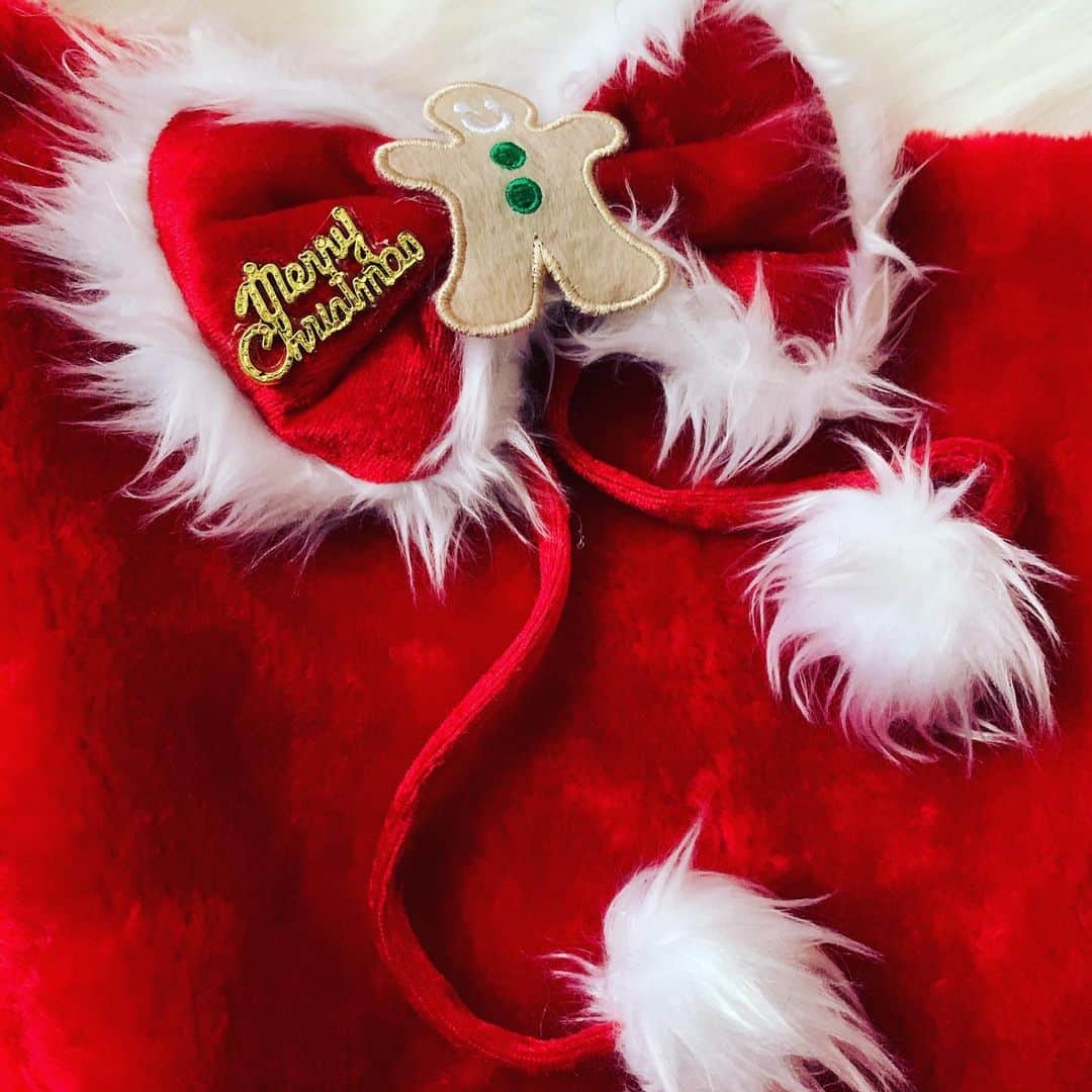 染谷俊のインスタグラム：「ずっと楽しみにしてた東京クリスマスShun’s Cafe、終わっちゃったー。 楽しかったです。 あんなにたくさん集まってくれて、みんな、ありがとう！！ みんなの笑顔や、歌声、手拍子。 最高だったーーー 相変わらずのあっちゃこっちゃのShun’s Cafe。 好き勝手ばかりやらせてもらう夜だったけど、 ずっと続けていきたいよ、あの夜。 また来てねー！ 本当にありがとう！！ 2019年、染谷俊ライブは、 明後日の新宿ランナイトバンドライブ！ そして、 12/29の横道坊主”吉祥寺”ライブへの参戦！！ 燃え尽きるやっさー  http://someyashun.net/  #染谷俊 #Shun’s Cafe #ランナイト #横道坊主」
