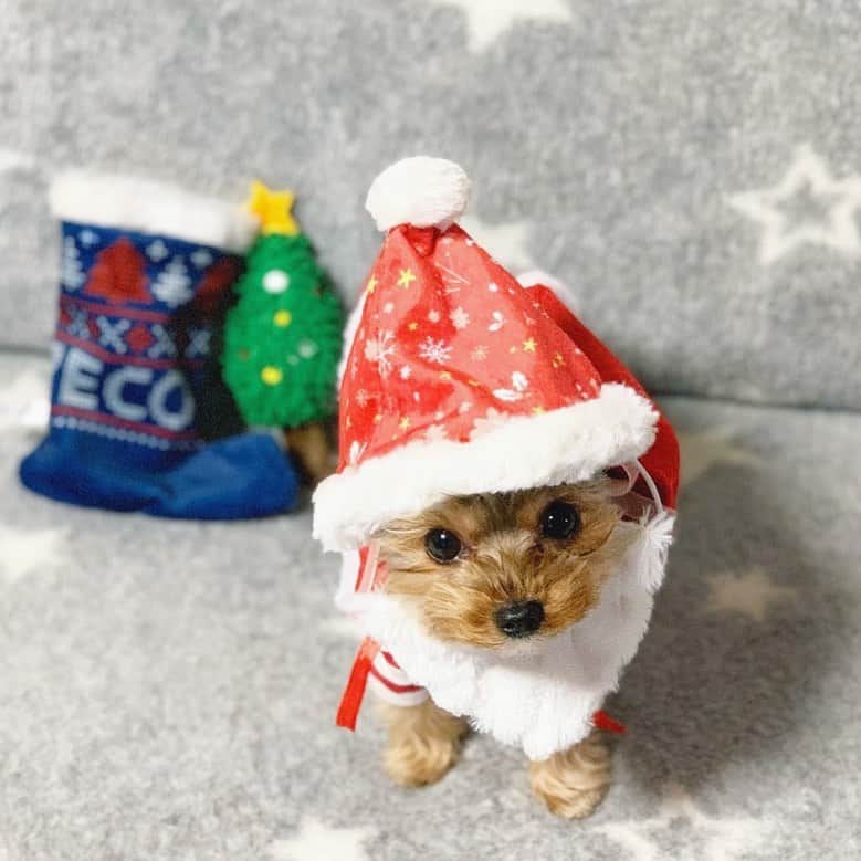 筒井萌子のインスタグラム：「* １日遅れのうにサンタ🎅でした🐶🎄 ・ #筒井萌子 #女優 #actress #モデル #model #岡山  #shooting #instagood #instalike #converse #撮影 #followme #instalike #ゴルフ #ゴルフ女子 #ゴルフコーデ #골프 #좋아요반사 #좋아요그램 #좋아요환영 #데일리그램 #패션 #오오티디 #카페 #ディズニー　#ディズニーシー」