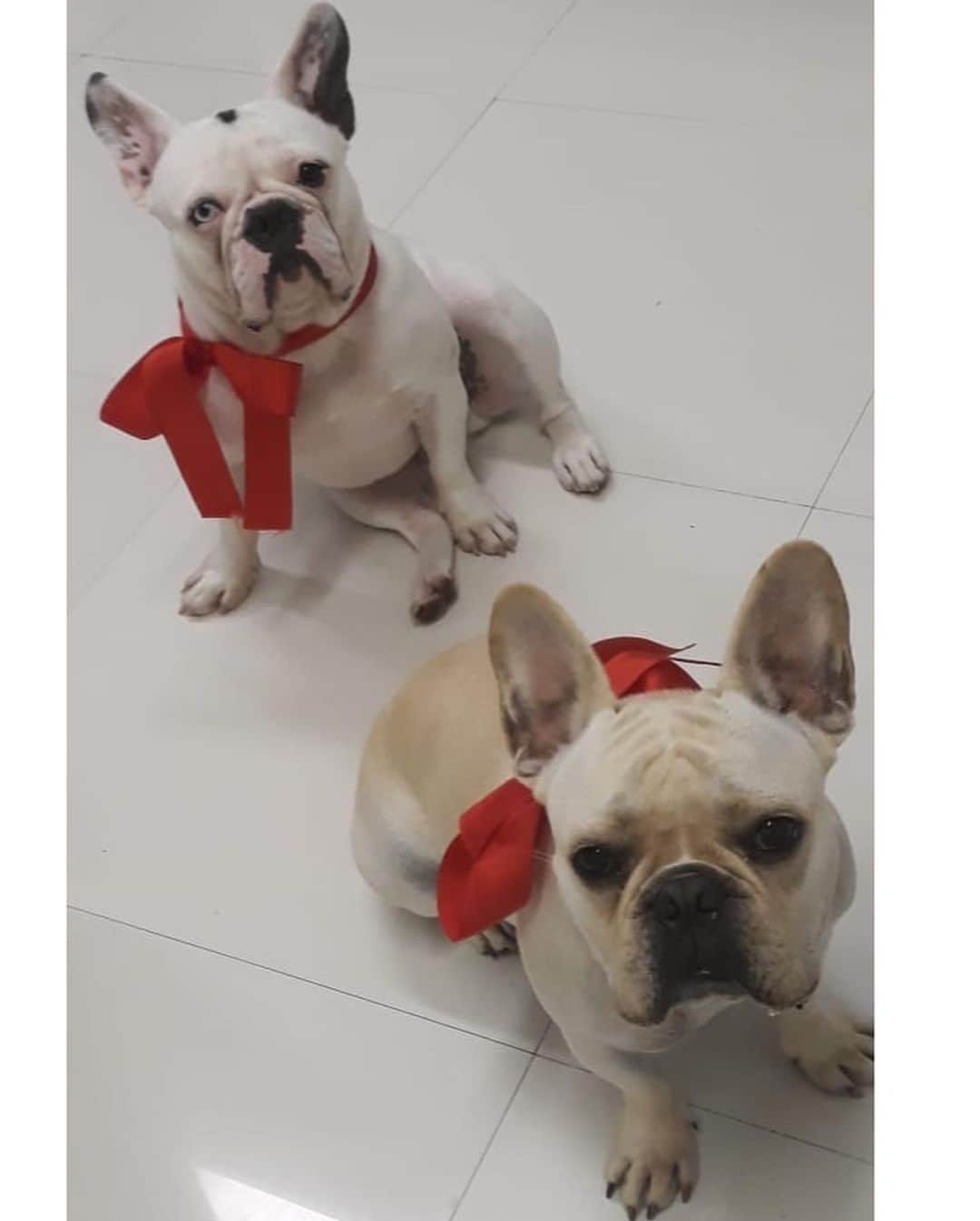 ステファニー・ブリットのインスタグラム：「E eles foram embrulhados pra presente no Natal! 🎁🥰 Pelas caras, será q eles não acharam a menor graça? Sim ou com certeza? 🤣」