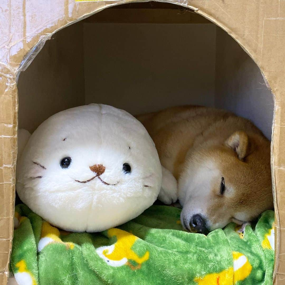 まる（まるたろう）さんのインスタグラム写真 - (まる（まるたろう）Instagram)「Good night!✨🐶💤✨しろたんってさ丸いよね #いいよいいよ #丸いのは良いことだからね #ウエルカムだよ #でも少しお顔が大きいかな🙄」12月26日 0時21分 - marutaro