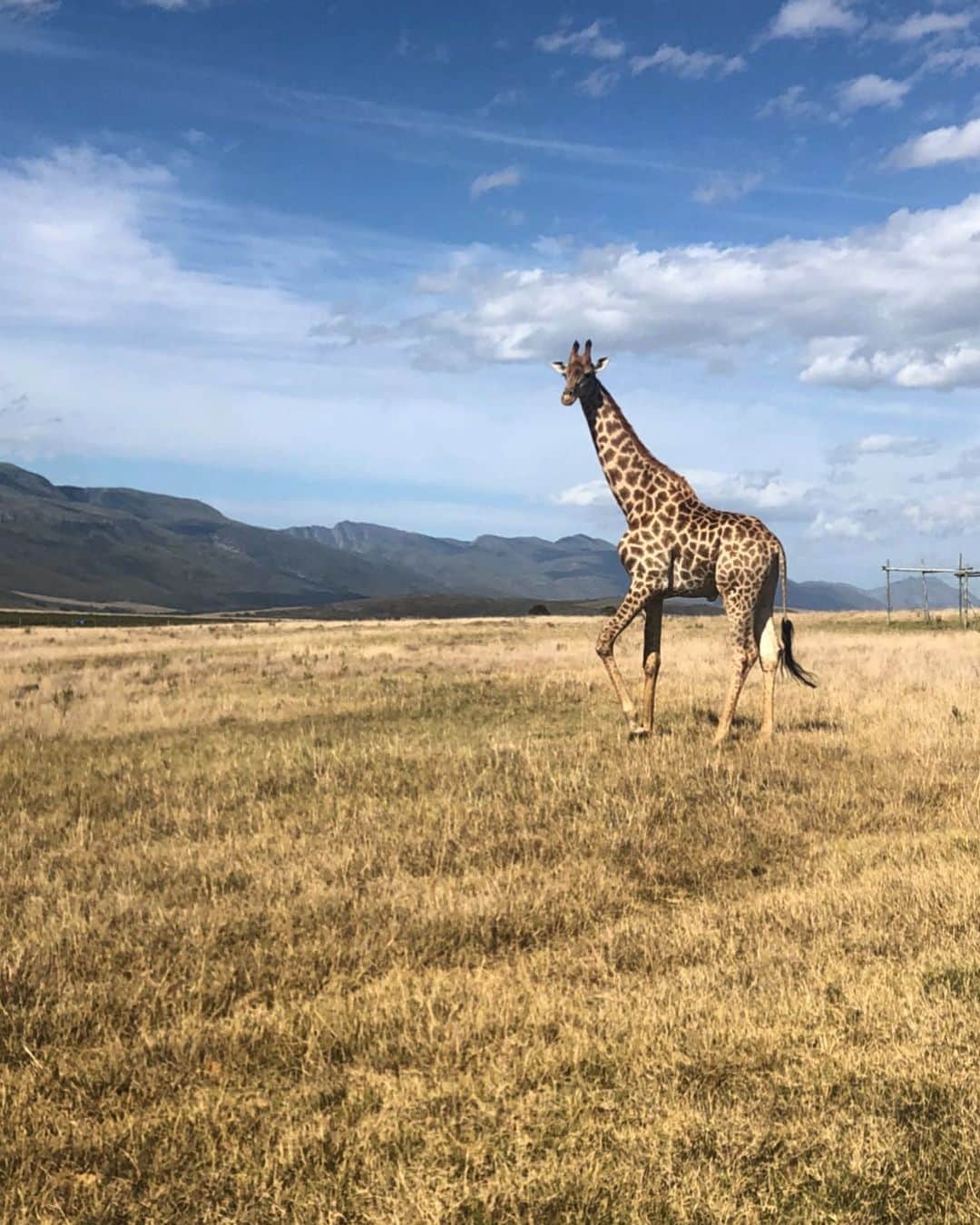モード・ウェルゼンのインスタグラム：「In love with SA💙🇻🇺」