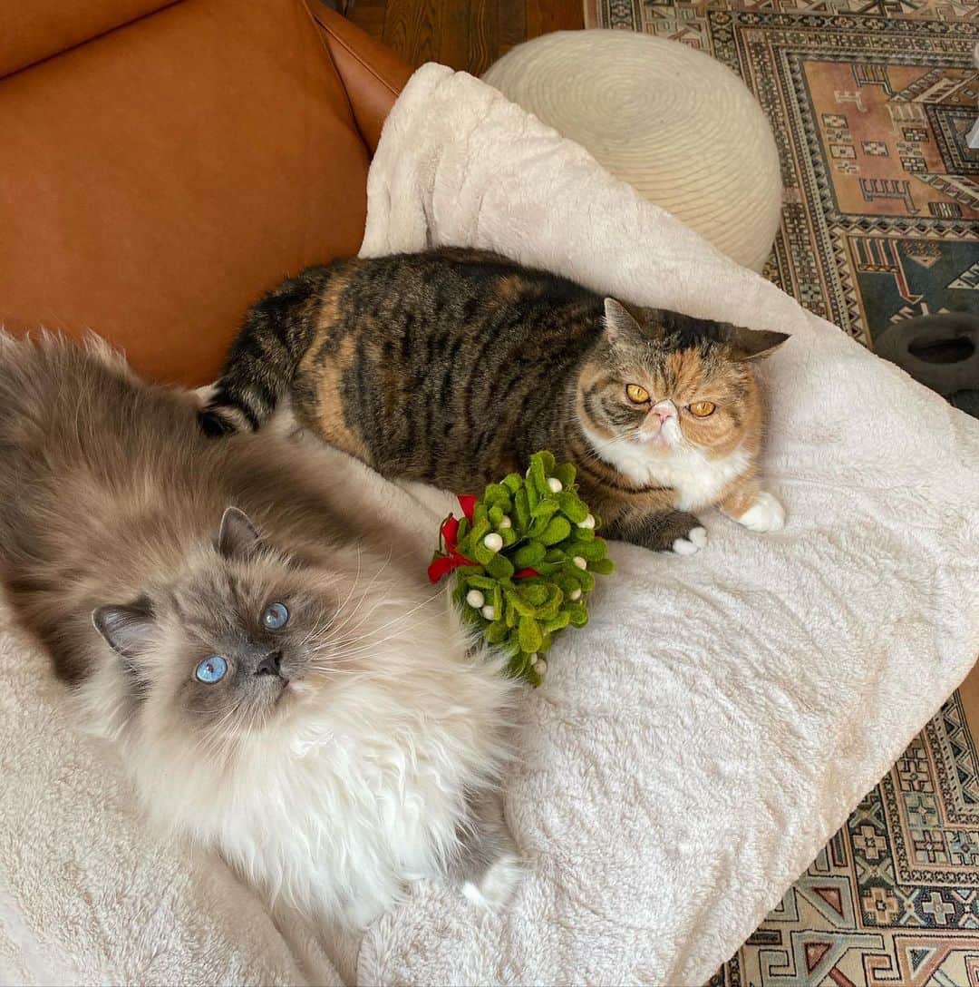 Tinaのインスタグラム：「Merry Christmas! xoxo George & Wheezy」