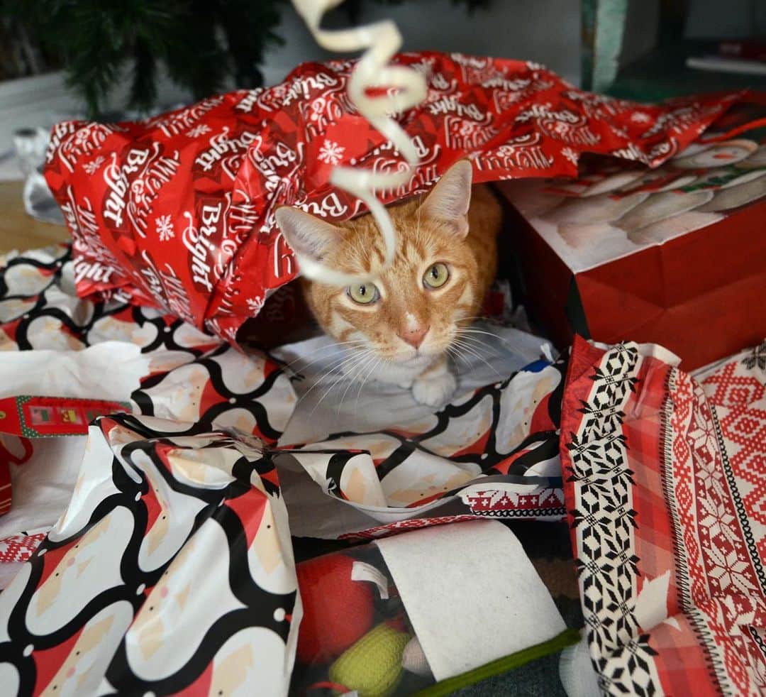 City the Kittyさんのインスタグラム写真 - (City the KittyInstagram)「Merry Christmas! 🎅🏻 #christmascat」12月26日 0時43分 - citythekitty