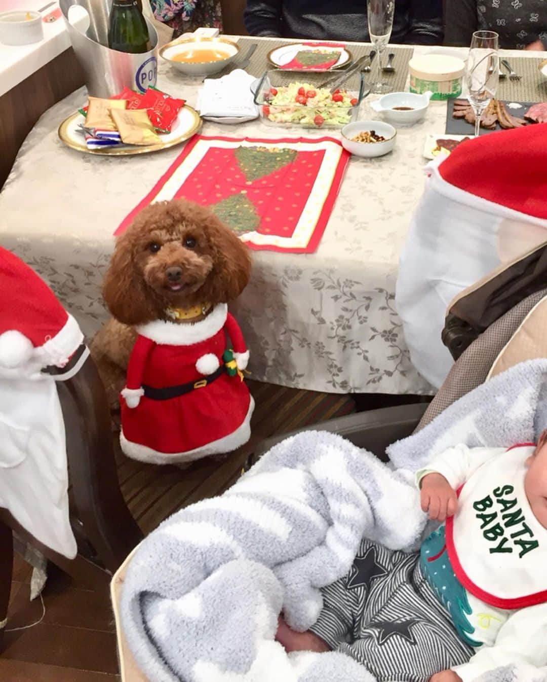 知念芽衣さんのインスタグラム写真 - (知念芽衣Instagram)「サニーちゃんの #クリスマスディナー  クリスマスプレゼントは ヒマラヤチーズと鹿の肋骨🦌  メリークリスマス🎄  この一年の恵みに感謝して。  #クリスマス #一年で一番幸せな日  #トイプードル #犬のご馳走」12月26日 0時55分 - meichinen