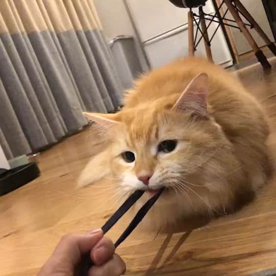 pon_0507のインスタグラム：「2019.12.26  深夜の綱引き  #pon #ねこ #ネコ #マンチカン #猫 #茶白猫 #neko #cat #munchkin #munchkincat #orangecat #gingercat #cutewildanimals #inscatram #bestmeow #videobyanimals #catsofinstagram」