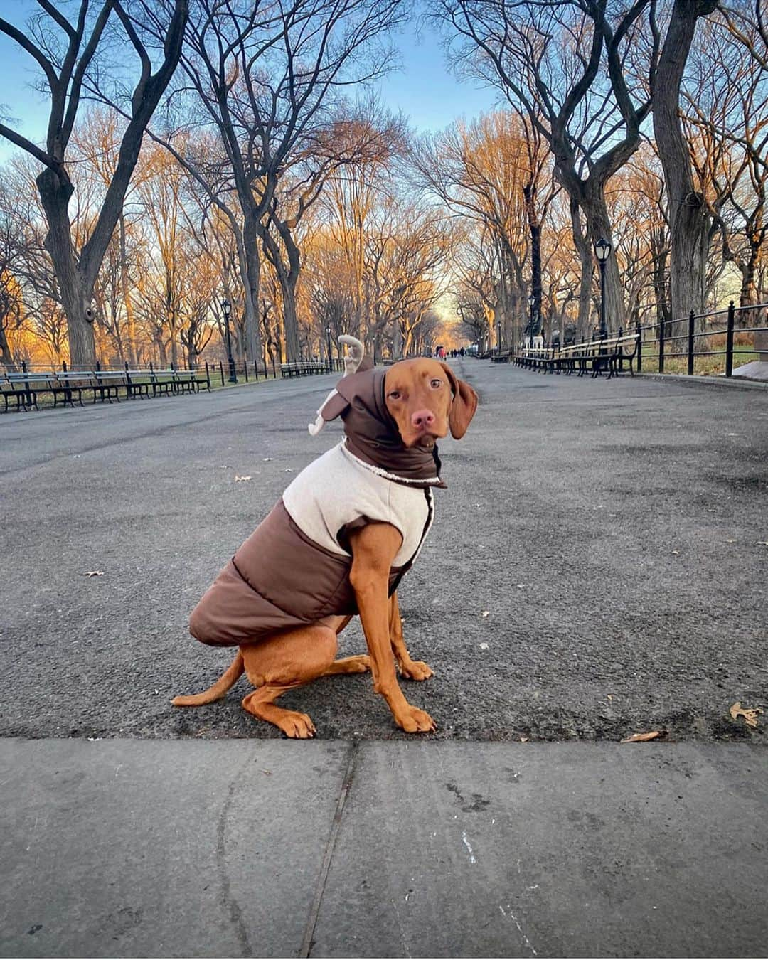 ケイト・ボックさんのインスタグラム写真 - (ケイト・ボックInstagram)「CHRISTMAS MORNING IN CENTRAL PARK 🌲🌲🌲 Making all our holiday in New York dreams come true in 48hrs✨✨✨」12月26日 1時27分 - katelove