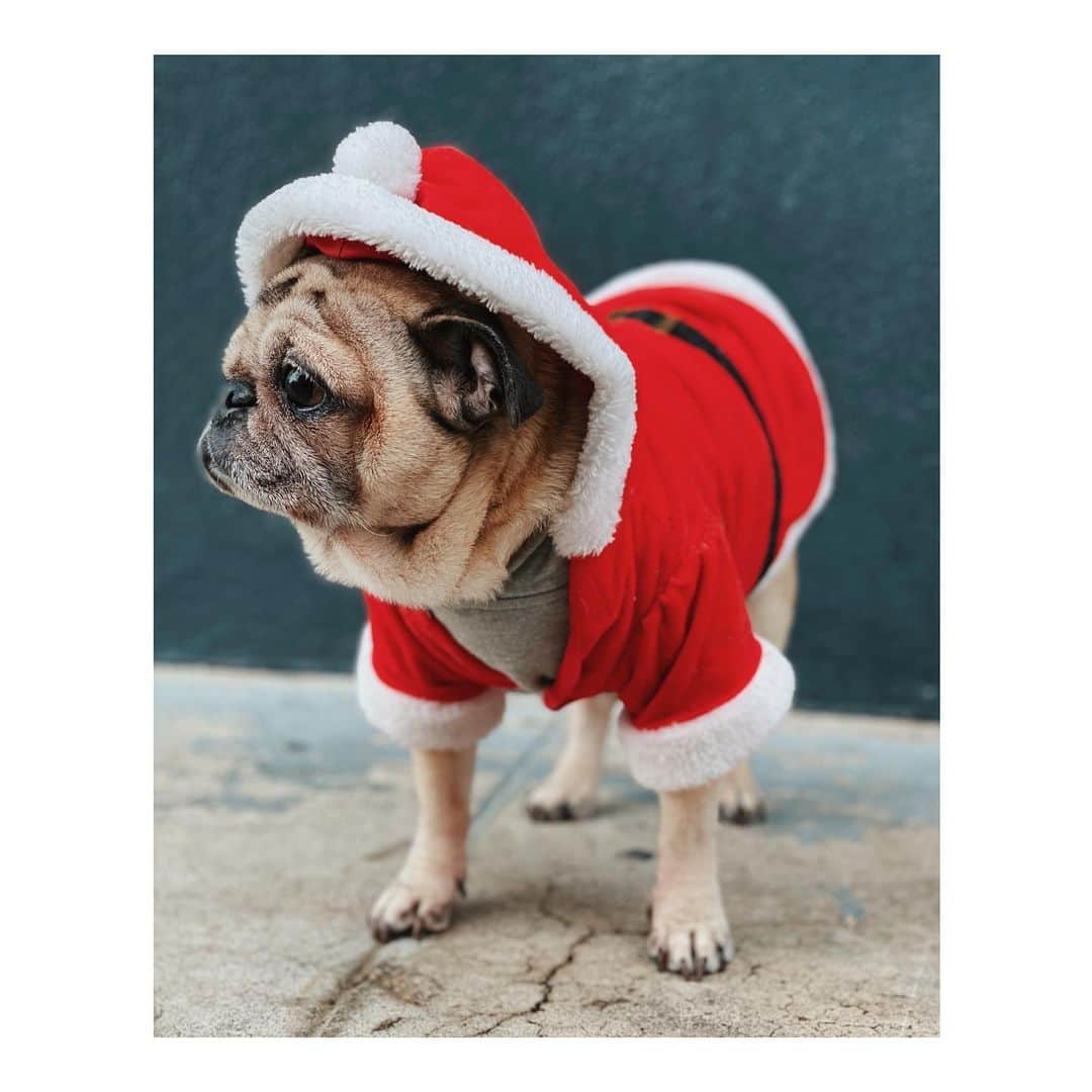 Melissa Santiagoさんのインスタグラム写真 - (Melissa SantiagoInstagram)「Santa Pig wishing everyone a happy day. Swipe to the end to see Leica meet (and oh boy did she greet) the big guy himself. #LeicaHarrietPancakes #DailyPug #Pug #pugsofinstagram」12月26日 1時48分 - shortformelissa