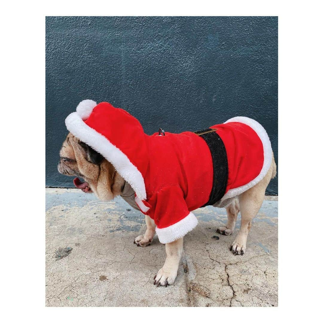 Melissa Santiagoさんのインスタグラム写真 - (Melissa SantiagoInstagram)「Santa Pig wishing everyone a happy day. Swipe to the end to see Leica meet (and oh boy did she greet) the big guy himself. #LeicaHarrietPancakes #DailyPug #Pug #pugsofinstagram」12月26日 1時48分 - shortformelissa