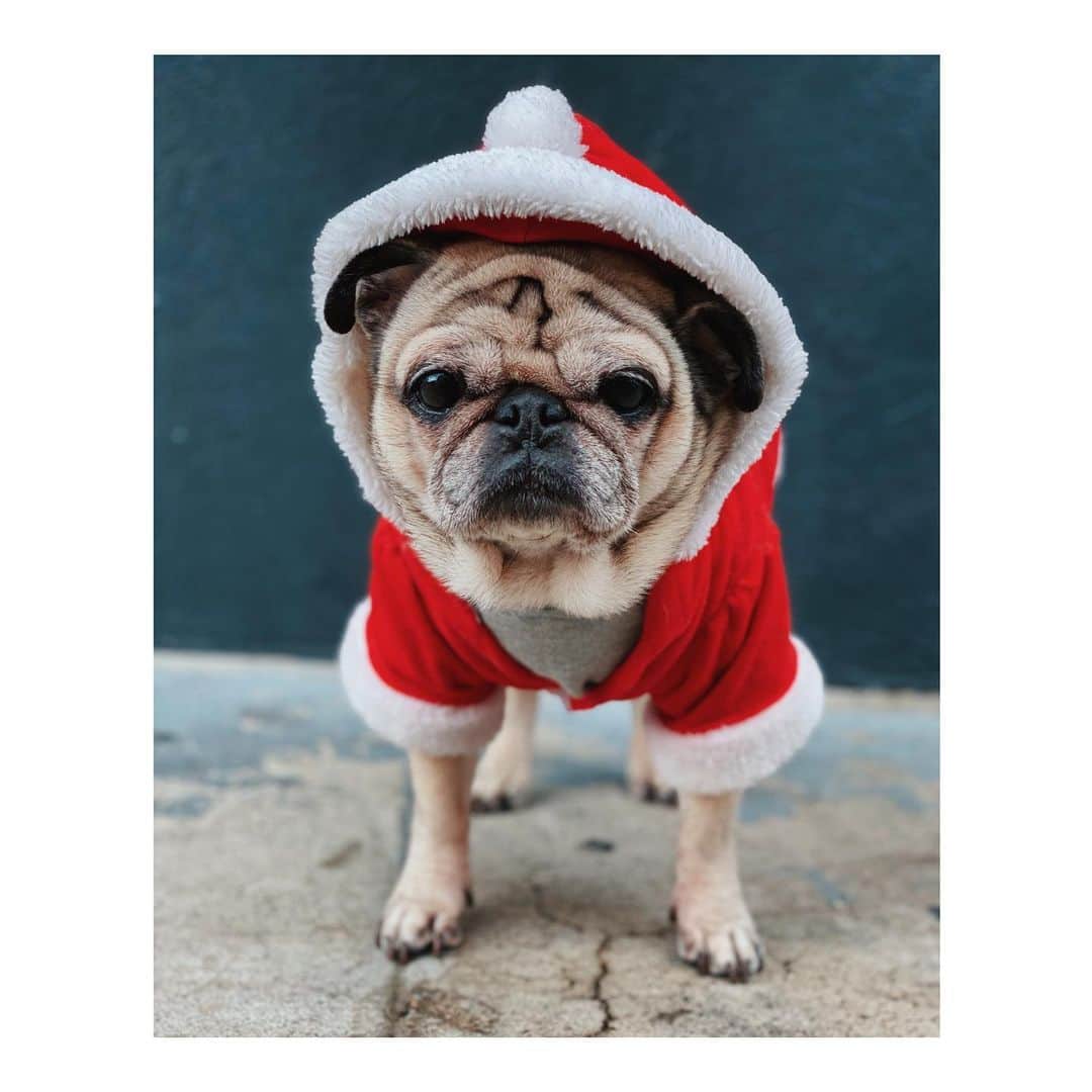 Melissa Santiagoのインスタグラム：「Santa Pig wishing everyone a happy day. Swipe to the end to see Leica meet (and oh boy did she greet) the big guy himself. #LeicaHarrietPancakes #DailyPug #Pug #pugsofinstagram」