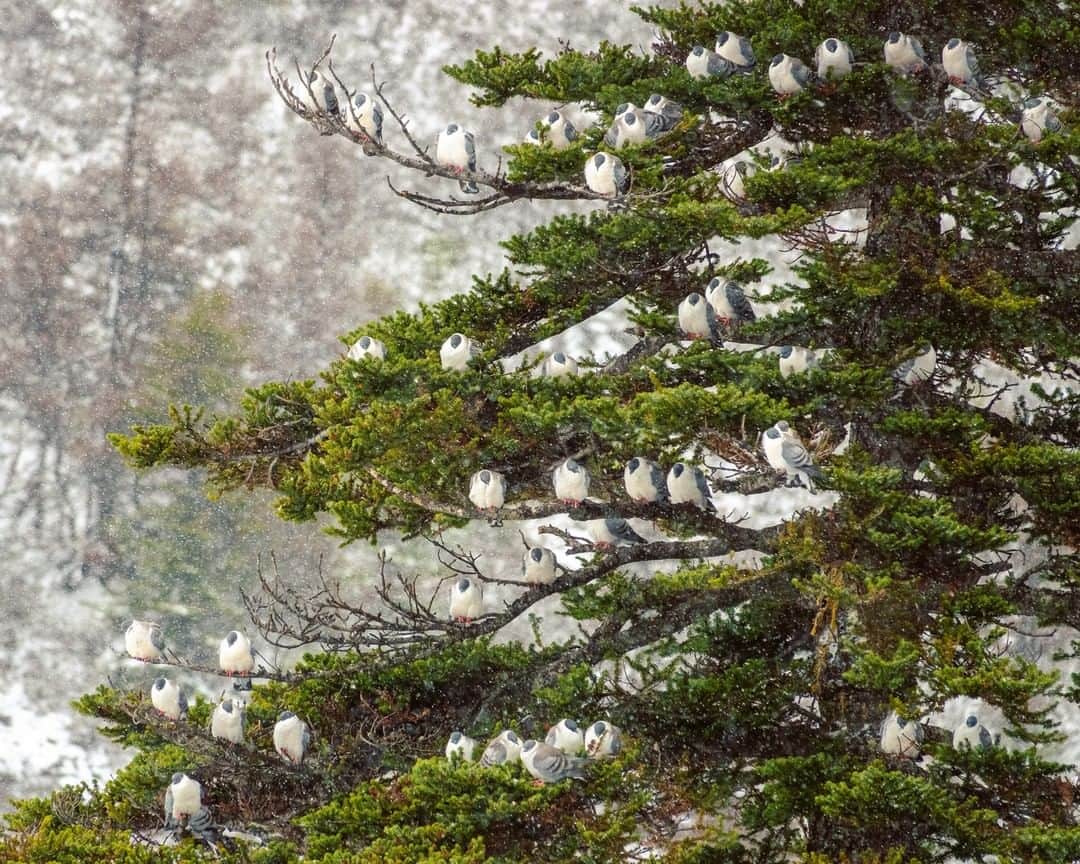 Michael Yamashitaさんのインスタグラム写真 - (Michael YamashitaInstagram)「Snow pigeons in a cypress tree sit like ornaments on a Christmas tree.  Happy holidays and a merry Christmas everyone!  #holidayseason #holidays #Christmastime #Christmastree」12月26日 2時01分 - yamashitaphoto