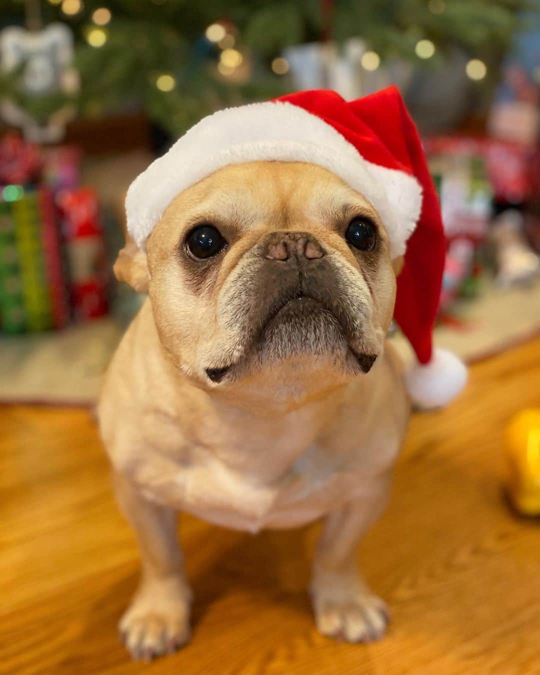 Hamlinさんのインスタグラム写真 - (HamlinInstagram)「Merry Christmas to all my four-legged and bipedal friends! Hope Santa Paws was kind to you this year! 🎄🎉 .......... #merrychristmas #holiday #santapaws」12月26日 2時42分 - hamlin_the_frenchie