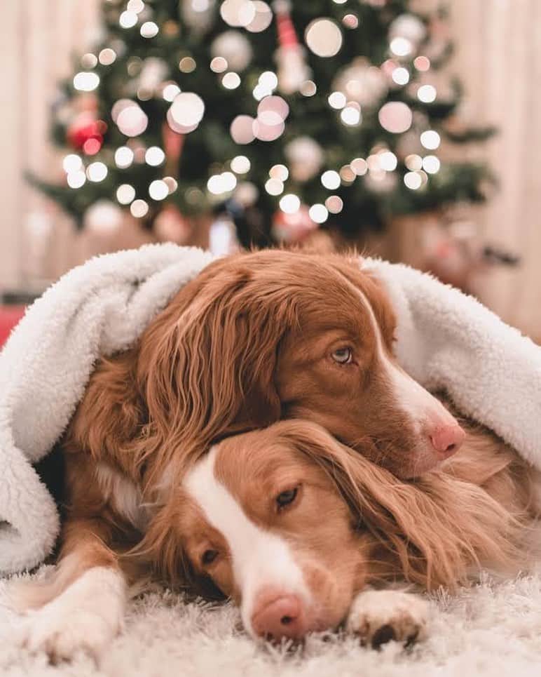DogsOf Instagramのインスタグラム：「"Waiting for Santa Paws like... 🎅🏻✨🎄" writes @two_tremendous_tollers  #dogsofinstagram」