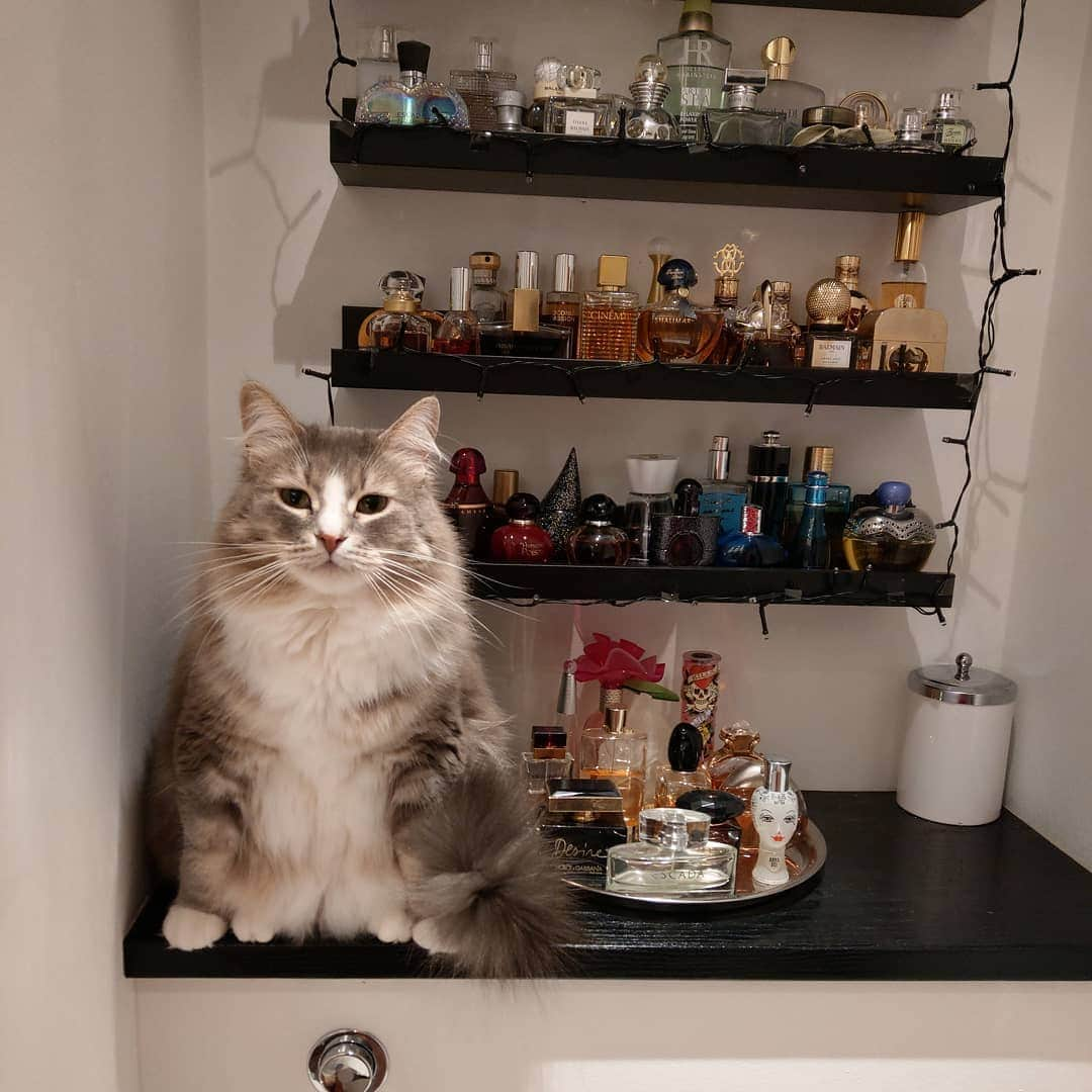 Nila & Miloさんのインスタグラム写真 - (Nila & MiloInstagram)「Milo's signature pose. Do other cats even sit like this?! 😂😹 #manspreading #socute #siberiancat #perfumecollection #perfumeaddict」12月26日 3時08分 - nilamilo