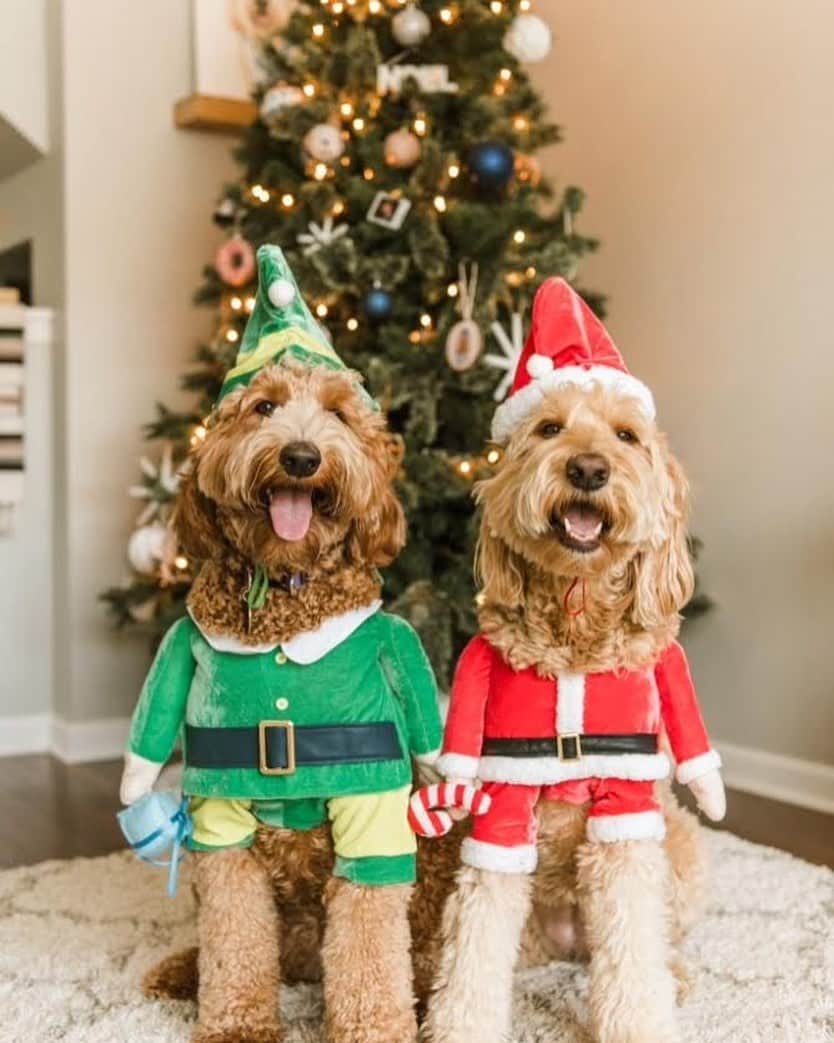 DogsOf Instagramさんのインスタグラム写真 - (DogsOf InstagramInstagram)「“Happy holidays!!!” writes @konaandcamper + @misslolathegoldendoodle // 📸 by @shelbyraephotographs  #dogsofinstagram」12月26日 3時08分 - dogsofinstagram