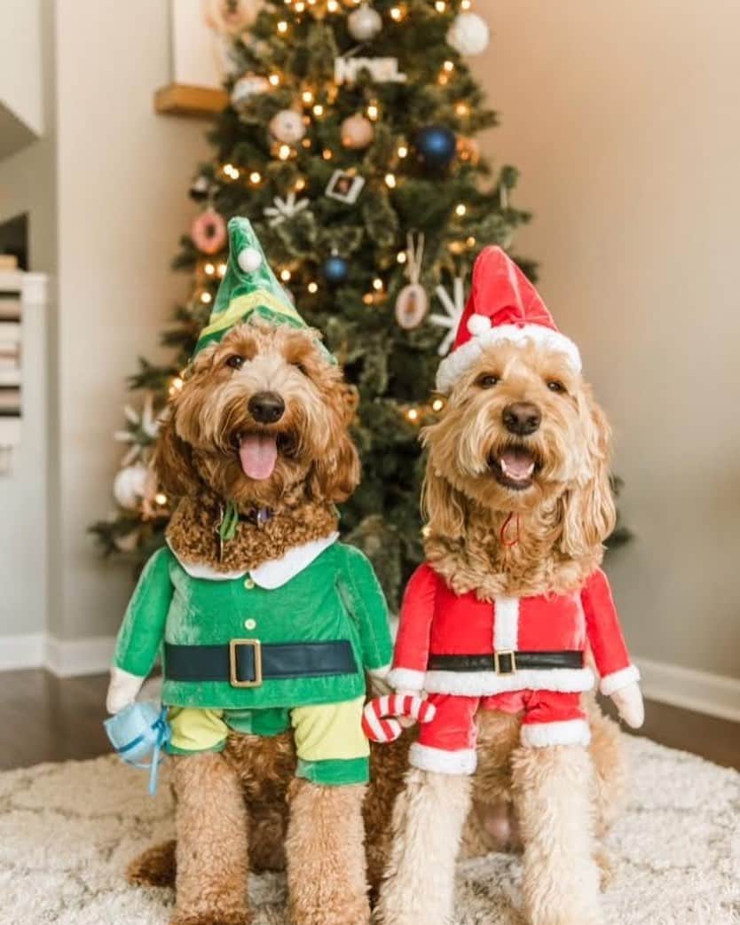 DogsOf Instagramのインスタグラム：「“Happy holidays!!!” writes @konaandcamper + @misslolathegoldendoodle // 📸 by @shelbyraephotographs  #dogsofinstagram」