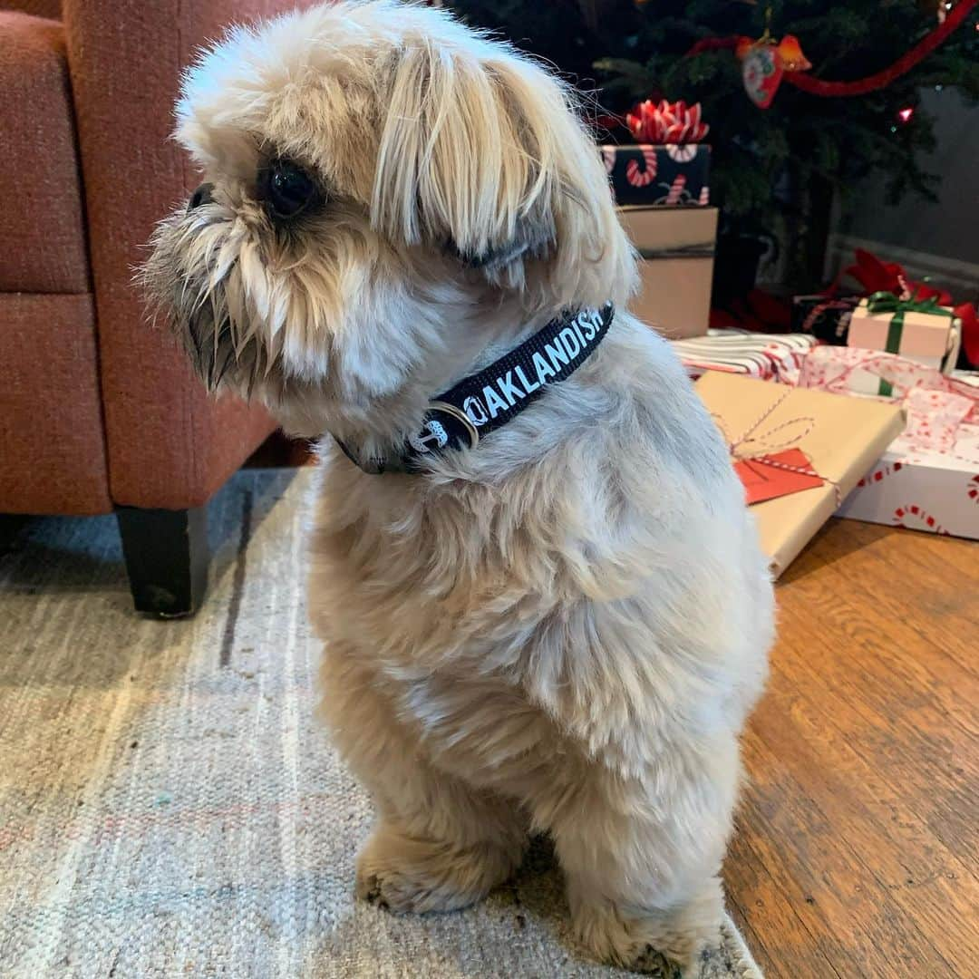 Dougie the Shih Tzuさんのインスタグラム写真 - (Dougie the Shih TzuInstagram)「Santa brought a fresh new collar.」12月26日 3時37分 - dailydougie