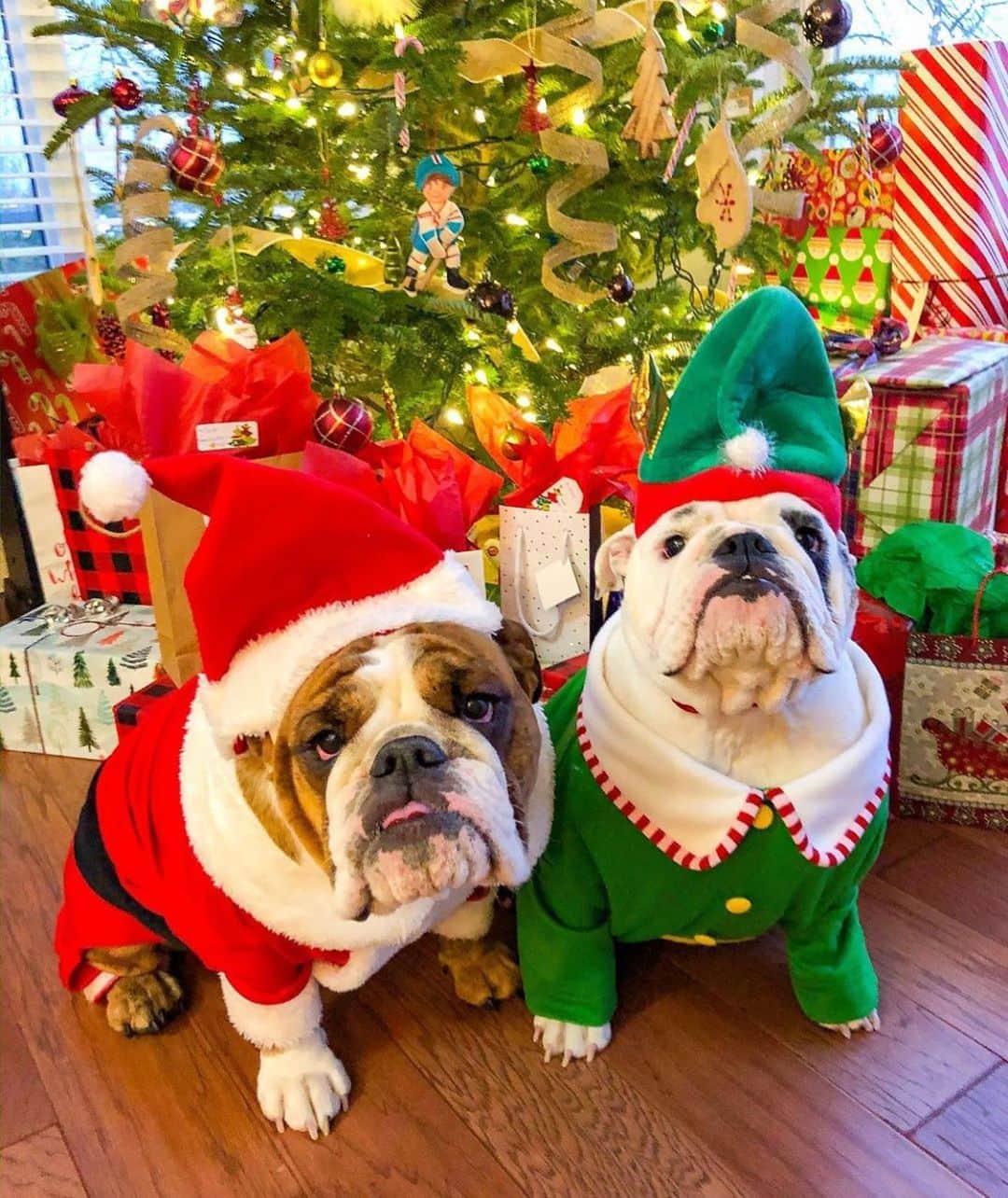Bodhi & Butters & Bubbahのインスタグラム：「Forget elf on shelf, bulldog elf wins Christmas 🎄 . . . . . #bulldog #christmas #holiday #beautiful #babies #puppy #love #bestoftheday #dogsofinstagram #socute @mickeymickersons」